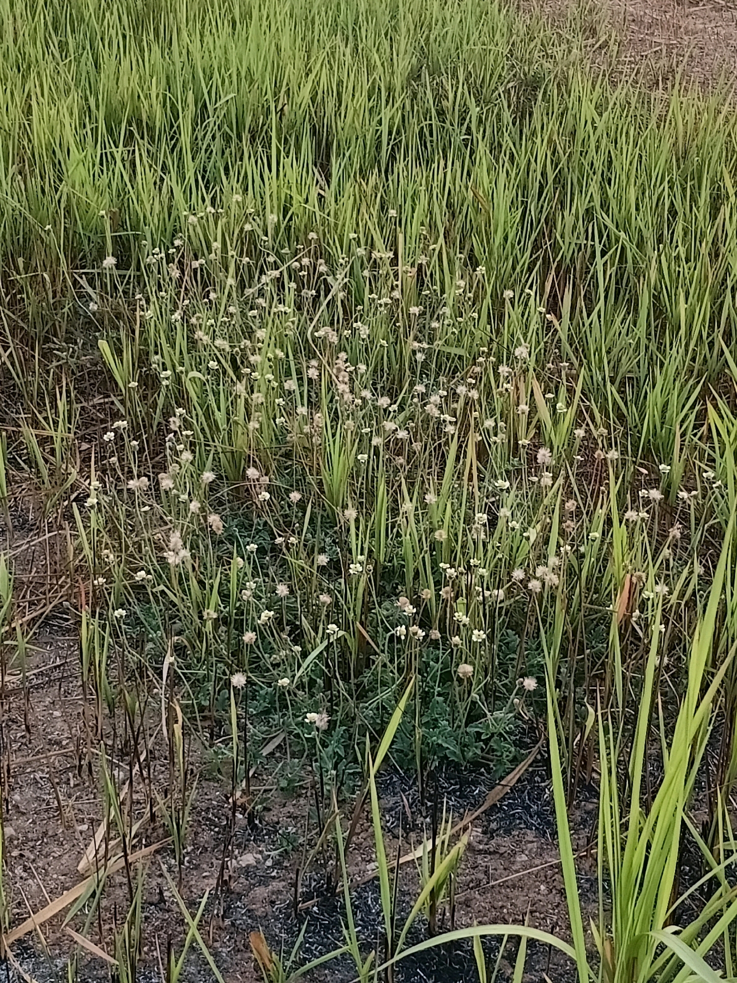 The image shows a patch of grass with numerous small, white wildflowers in the Cikal area of Indonesia. The grass is predominantly green, with some dry, brown blades scattered throughout. The wildflowers are clustered together, forming a dense circle in the middle of the frame. The ground is a mix of dry soil and dark, charred material, suggesting the area may have been subject to fire. The lighting appears to be natural, indicating an outdoor setting. There are no people or animals visible in the image.
