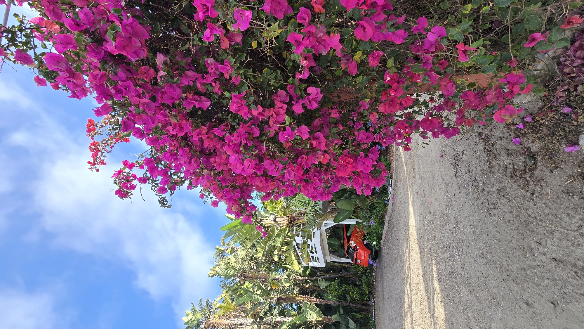 The image displays a vibrant outdoor scene, dominated by a dense canopy of bright magenta bougainvillea flowers with green leaves, which cascades from the top of the frame. Below the floral cover, a bright blue sky with wispy white clouds is visible towards the left and bottom. A paved, light-colored road or path runs along the right side of the image, extending vertically.
Among the lower left foliage, which includes large green banana-like leaves and palm fronds, a small, red, open-top vehicle, possibly a golf cart, is partially visible, positioned in front of a white, open-sided canopy structure. Some smaller red flowers are also intertwined with the magenta bougainvillea on the left. On the ground near the road, fallen magenta petals and dried leaves are scattered.
The scene appears to be set during daytime, under clear and sunny weather conditions, suggesting a warm climate. There is no specific activity or event taking place, presenting a tranquil and still moment. No visible text is present in the image.