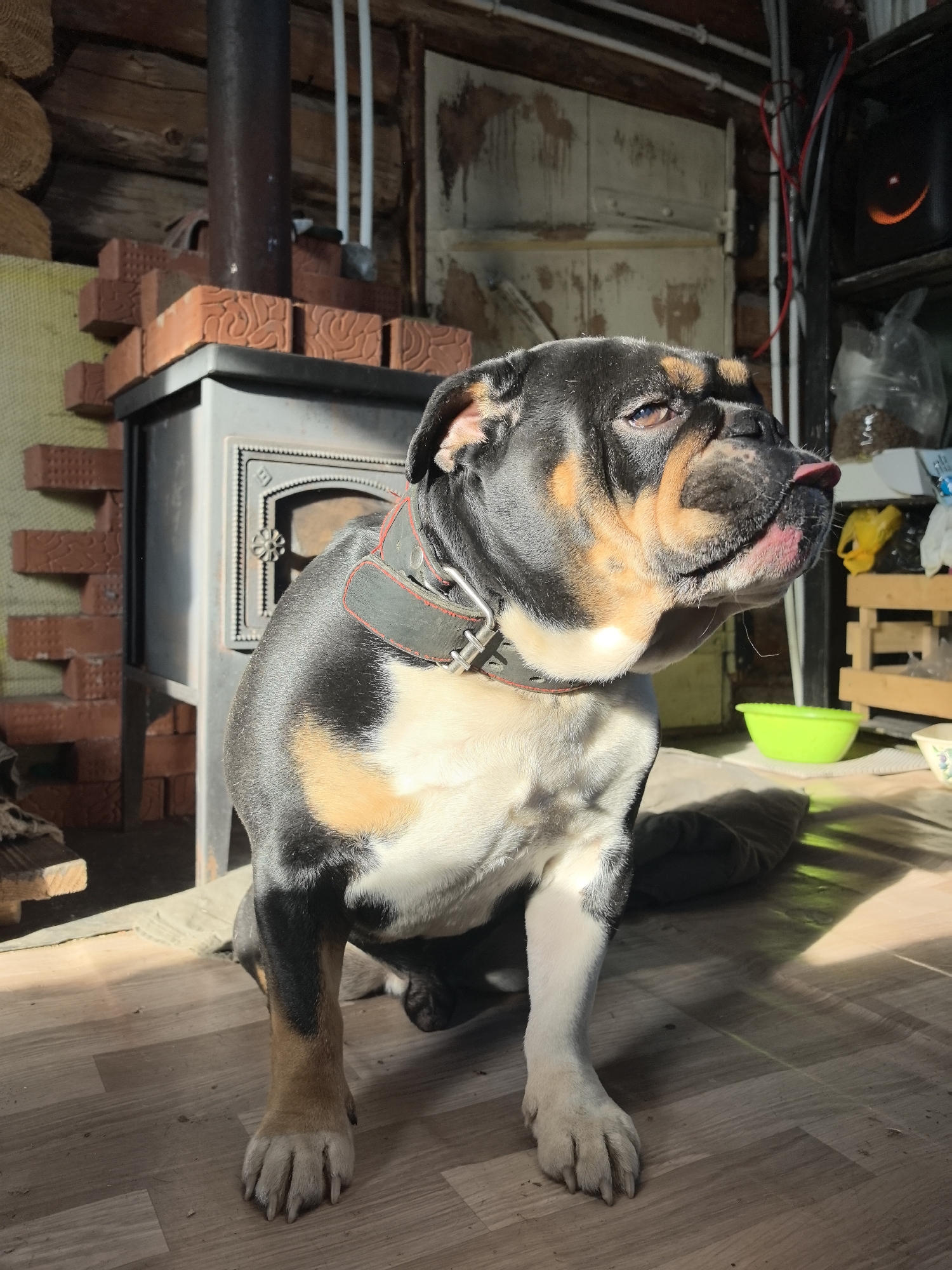 A tri-colored Bulldog, predominantly black and tan on its head, chest and legs, with a white belly, sits on a wood floor in front of a black wood-burning stove. The stove is set in a partially constructed brick surround. A dark metal chimney pipe rises above the stove. The room is filled with natural light. In the background is an interior wall with what appear to be wooden doors and adjacent shelving with miscellaneous household items. The dog has a dark leather collar with red stitching. The location appears to be indoors, possibly a home, but the city of Noviy, Russia, cannot be determined from the image.