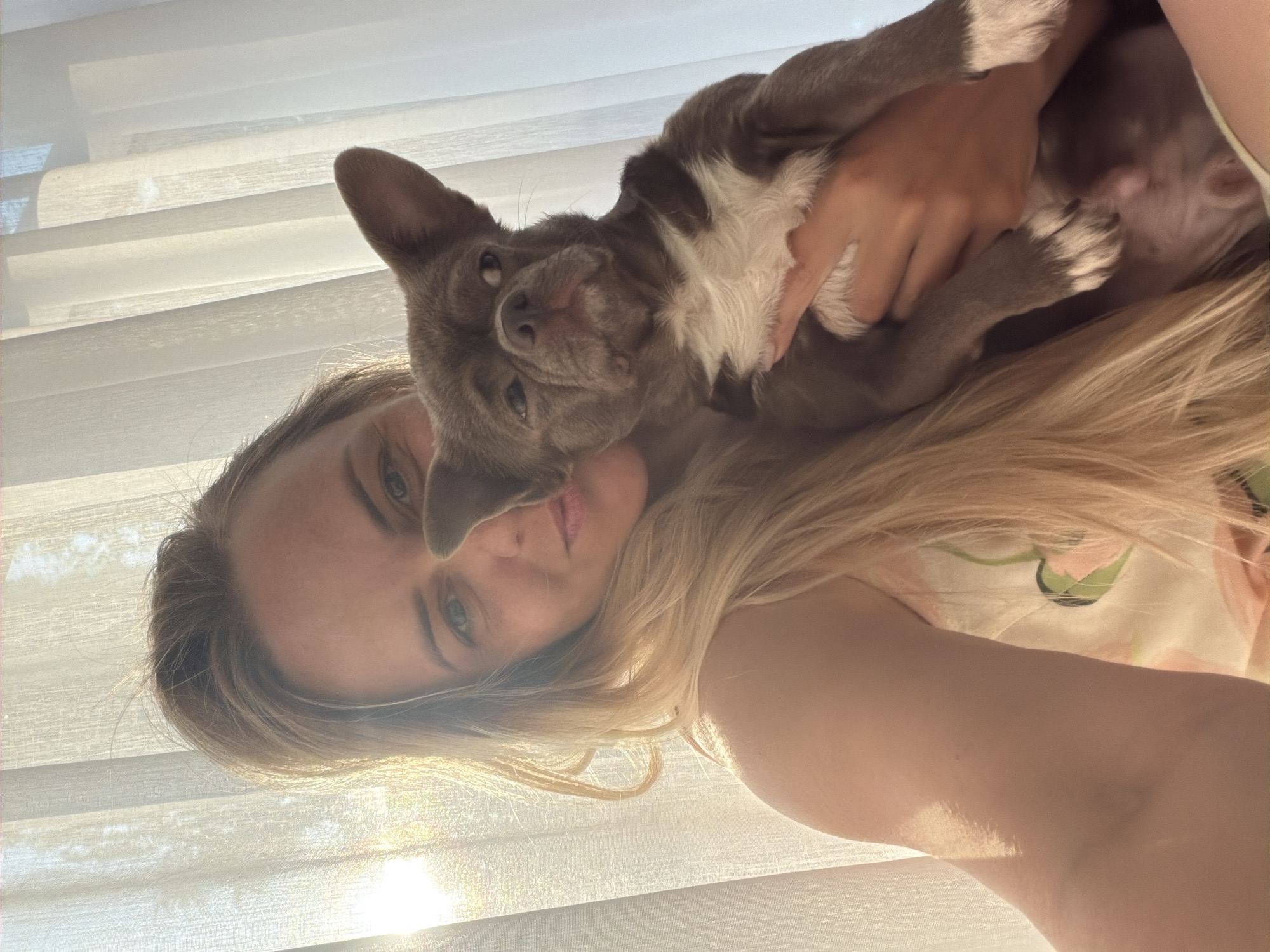 A blonde woman with light blue eyes and a light complexion is holding a small, brown and white dog. The dog has large ears and a wrinkled face. The woman is wearing a light-colored garment with a floral pattern. They are positioned in front of sheer white curtains, with sunlight streaming through from the left, creating a backlit effect and lens flare. The background appears to be an indoor setting. The image quality suggests it was taken with a mobile device. The location is not specified in the image itself, and therefore cannot be identified as Votkinsk, Russia.