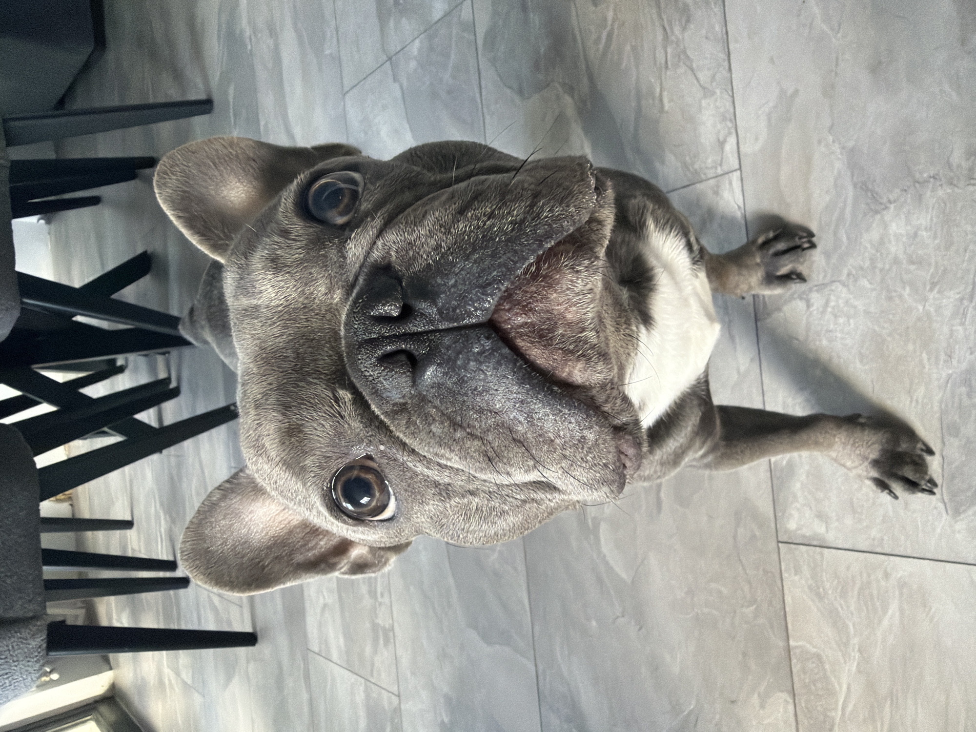 An overhead, low-angle shot captures a blue-coated French Bulldog standing on light grey, large-format tiled flooring in an indoor setting. The dog faces directly towards the camera, with both large, dark brown eyes reflecting light. Its characteristic bat-like ears are erect. The snout is short and wrinkled, with a prominent black nose and visible pink tissue on the lower lip. A patch of white fur is present on its chest. In the background, multiple dark, slender legs of chairs are visible, supporting upholstered grey fabric seats. The environment is consistent with a residential interior in the city of Ruse, Bulgaria. No human subjects are present in the frame.