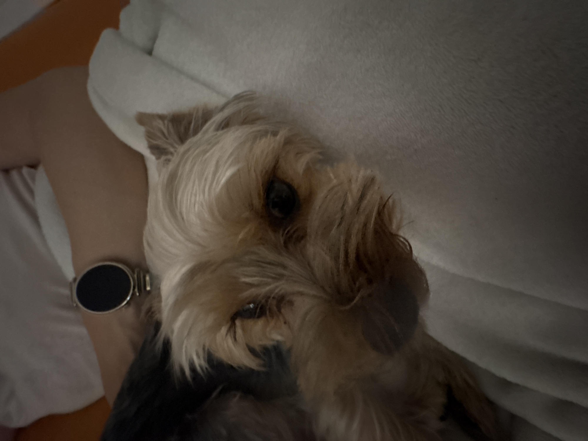 The image displays a close-up view of a Yorkshire Terrier dog resting on a person's lap. The dog's face is the central focus, with its light brown and gray fur visible. The dog appears to be looking slightly upwards and to the left. The person's arm, wearing a silver smartwatch with a black face, is visible supporting the dog. The background consists of a soft, light-colored blanket or duvet, and a hint of an orange surface on the left. The scene suggests a relaxed, indoor setting, likely a domestic environment. There is no information in the image to suggest a specific location in the city of Plovdiv, Bulgaria.