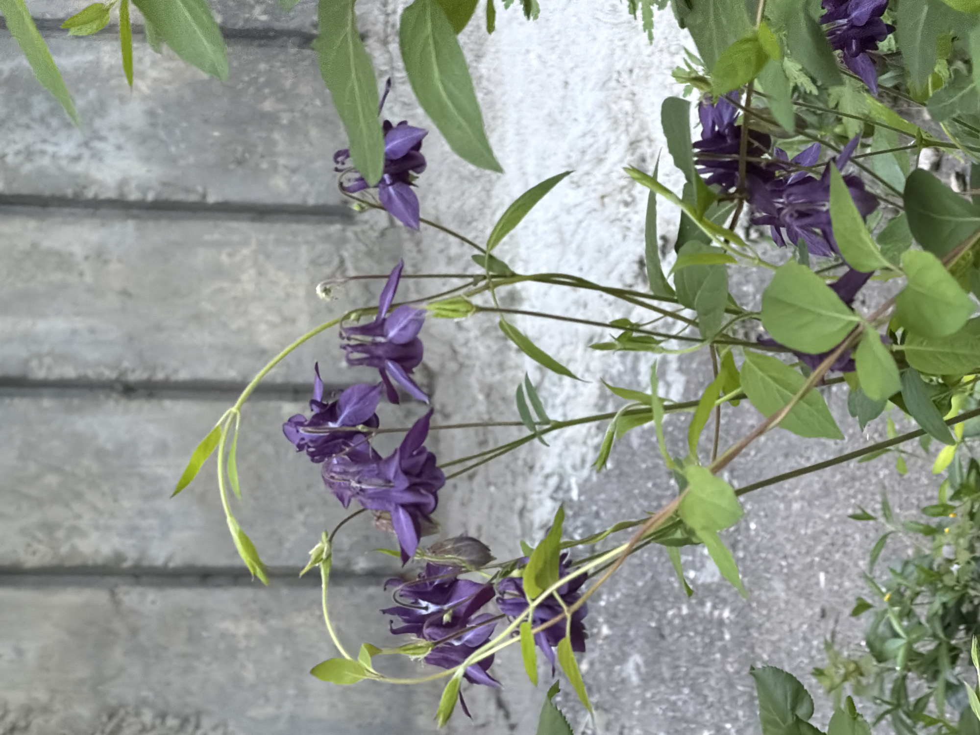 The image shows purple columbine flowers growing near a textured grey wall or stairs, possibly outdoors. The presence of the columbine suggests a garden setting or a naturalized area with such flowers. Due to the lack of discernible background details, it's impossible to confirm the specific location as Chișinău, Moldova.