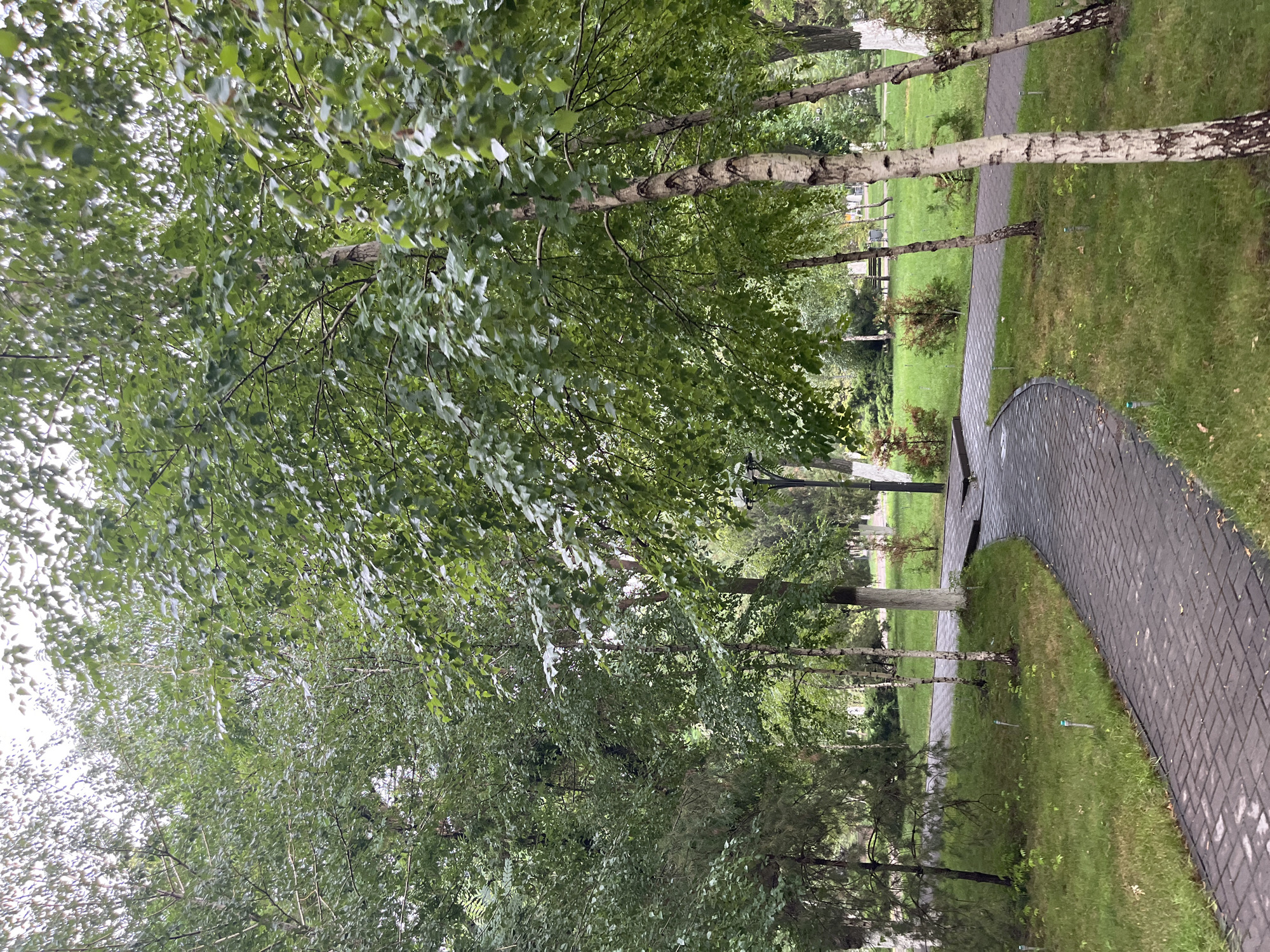 A paved walkway curves through a park in Shymkent, Kazakhstan, flanked by lush green grass and a variety of trees. The trees, some with distinctive white bark, form a canopy overhead, with their leaves creating dappled shade on the path below. In the background, a lamppost stands near the walkway, and a stretch of manicured lawn is visible. The ground appears damp, suggesting recent rain. No people or animals are present in the scene.
