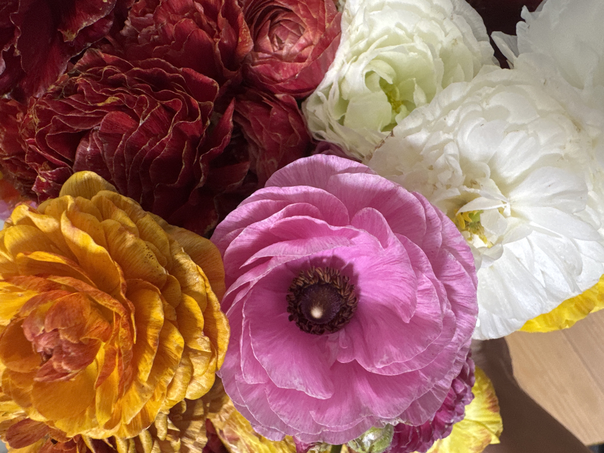 A close-up shot of a bouquet of colorful Ranunculus flowers. The flowers are in shades of yellow, red, pink and white. The yellow flower is in the lower left corner, the red flowers are in the upper left corner, the pink flower is in the center, and the white flowers are in the upper right corner. The image was likely taken in Ramat Gan, Israel.