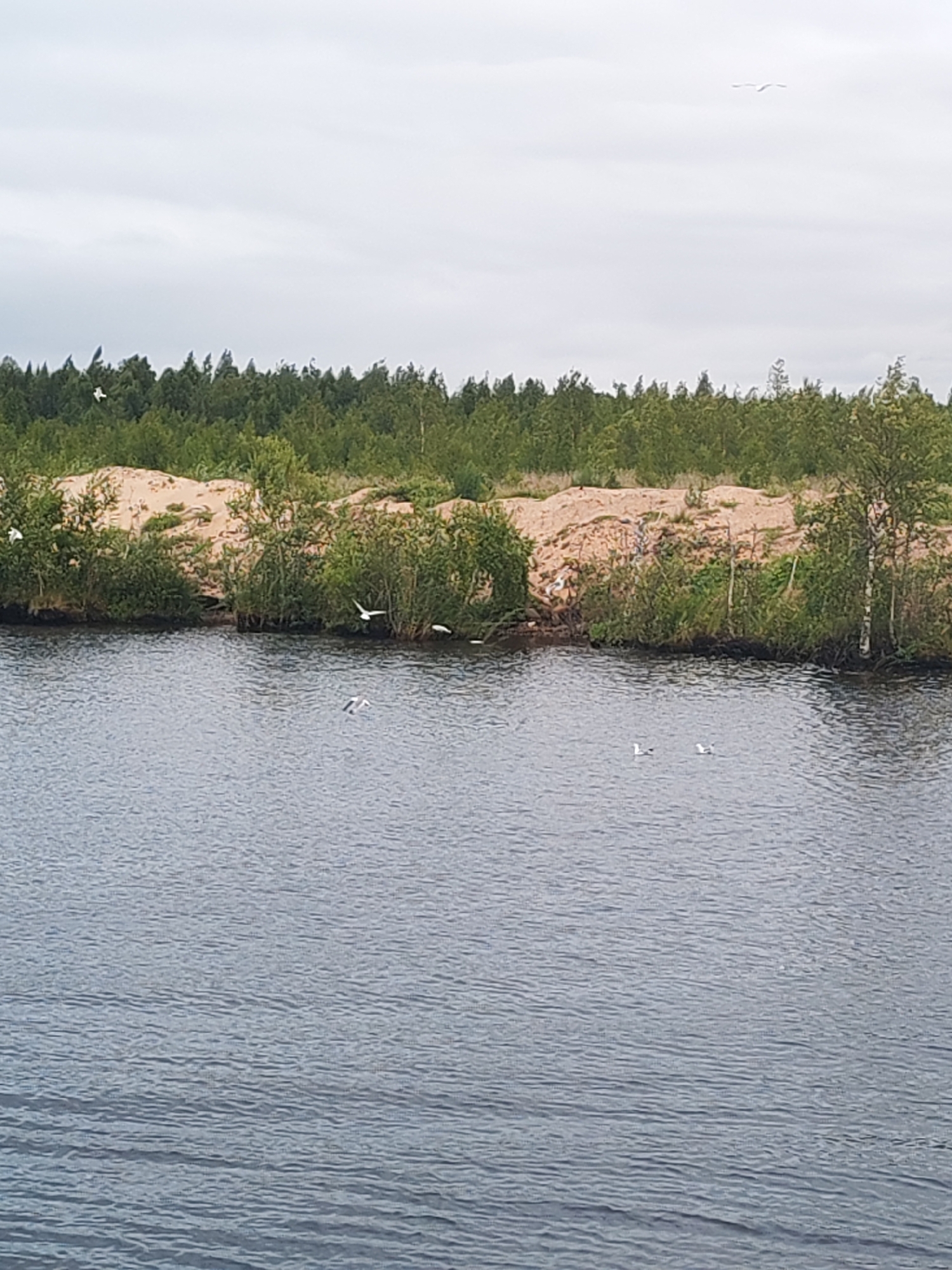 The image depicts a wide, dark-colored body of water in the foreground, with gentle ripples disturbing its surface. Along the shoreline, a light-colored sandy bank rises, topped by dense green foliage and trees. The trees form a thick line against a pale, overcast sky. Several white birds are visible, some flying in the air and others perched on the water or the sandy bank. The scene is quiet and natural, suggesting a rural or undeveloped area. There are no people or man-made structures visible, except for what appears to be a thin, possibly wooden, fence-like structure near the shoreline in the middle ground. The overall impression is one of a tranquil natural landscape.