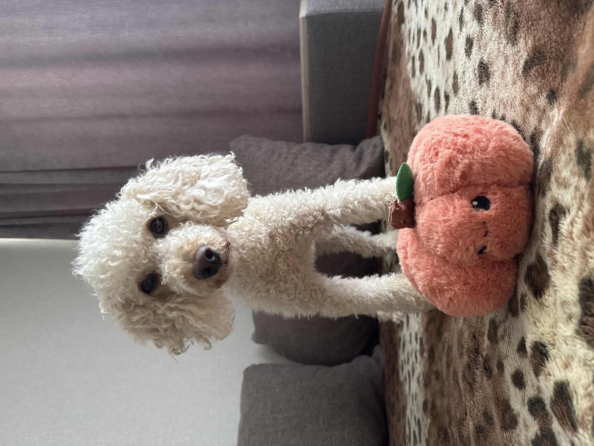 A cream-colored poodle stands on a leopard-print rug in front of two large grey cushions. In the foreground, a plush, orange pumpkin toy with a green stem and a smiling face rests on the rug. The poodle is facing the camera, with its head slightly tilted. The background features a draped grey curtain and a grey sofa. The lighting is soft and natural. The location is not specified within the image.