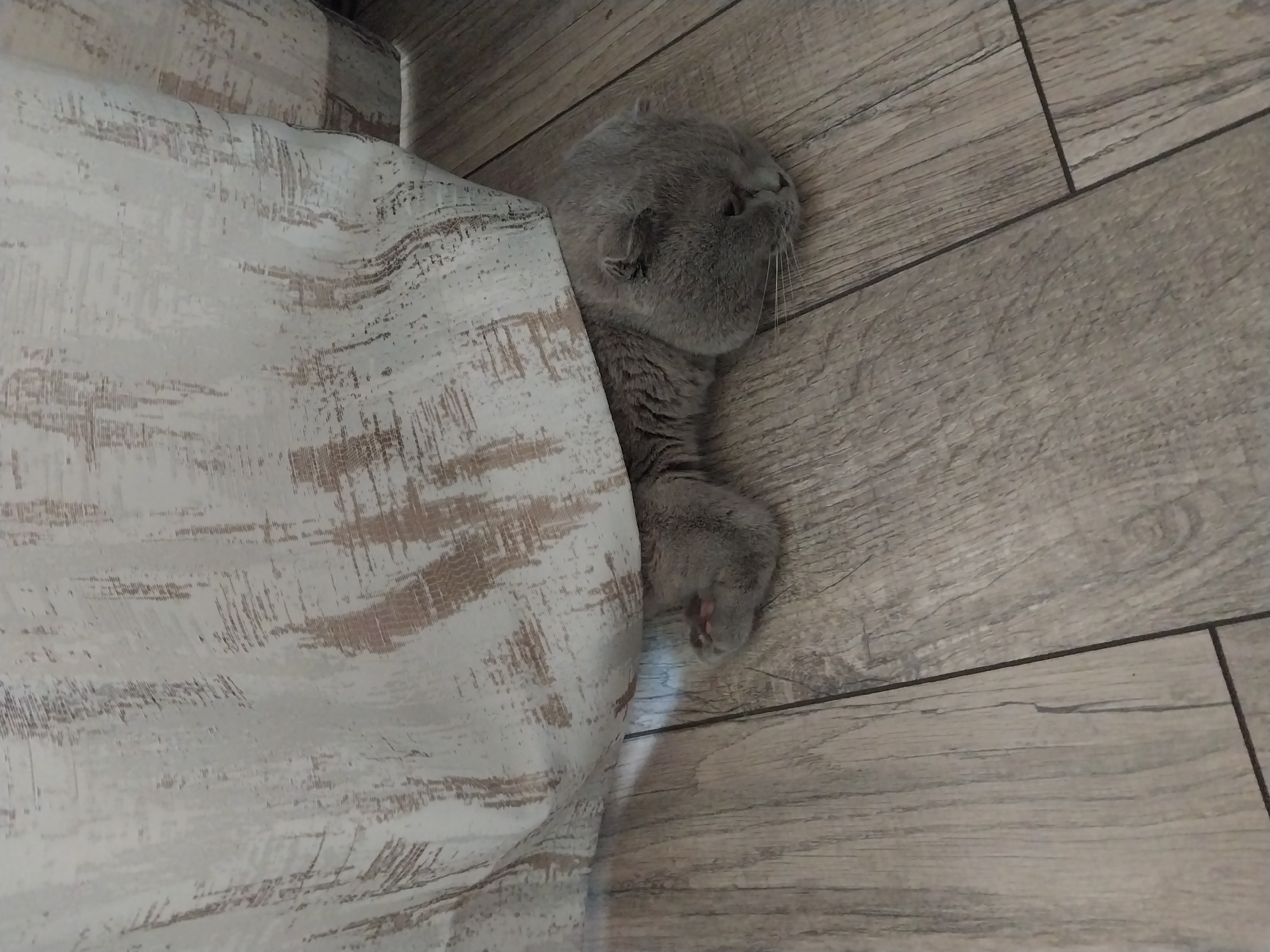 A grey cat is lying on a wooden floor, partially hidden by a white curtain with brown stripes. The cat's head is resting on the floor, and its eyes are closed. Its front paw is visible, with pink toe beans. The scene appears to be indoors, possibly in a residential setting in Dnipro, Ukraine, although there is no specific indication of location within the image itself. The lighting is dim, and the overall atmosphere is calm and peaceful.