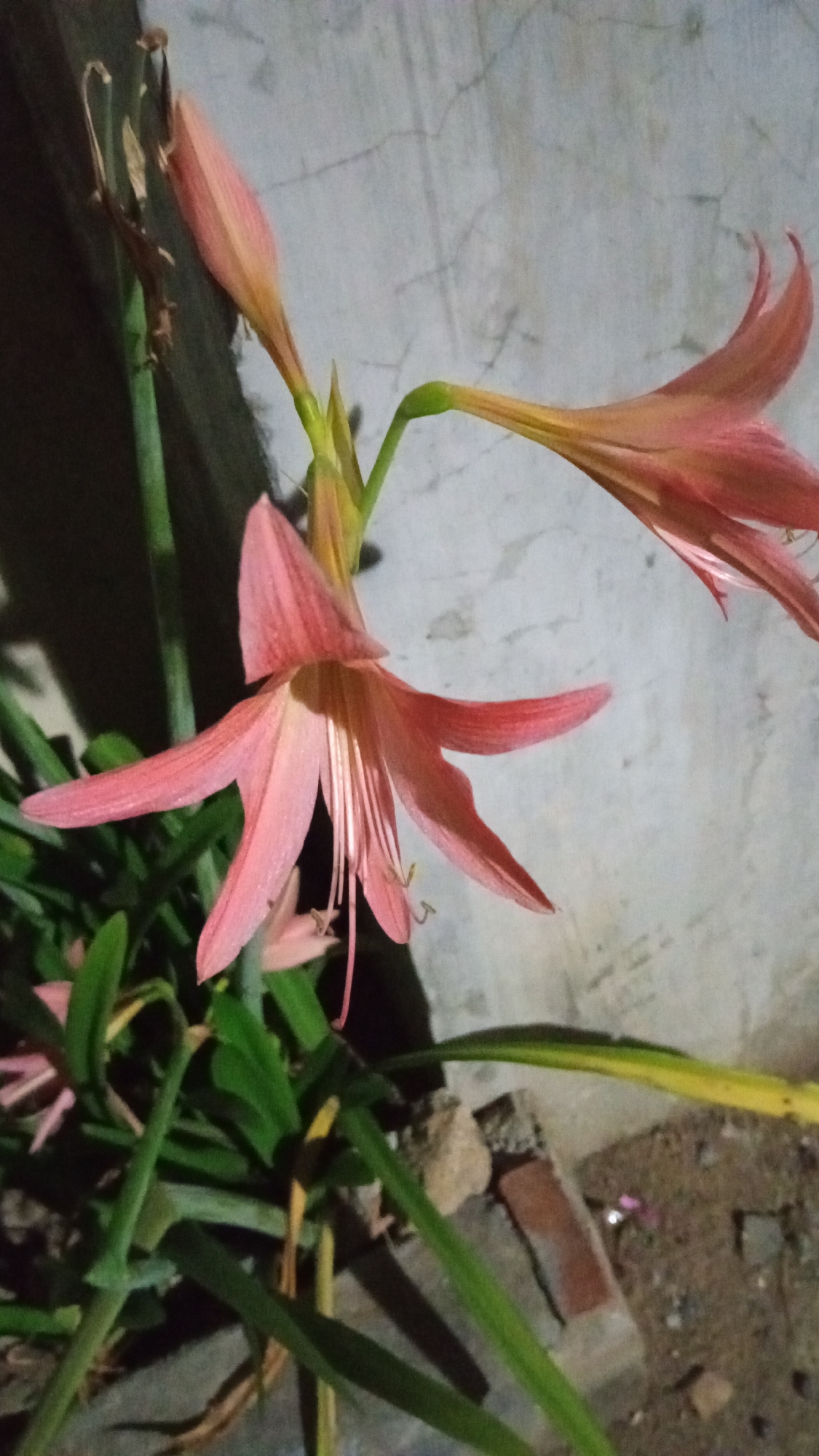 A close-up shot shows a cluster of pale pink amaryllis flowers, one fully bloomed and another partially open, against a backdrop of a weathered, light gray concrete wall. Green stalks and leaves of the plant are visible, some with yellowing tips. Debris, including a broken red brick fragment, is scattered around the base of the plant. The lighting suggests an indoor setting or twilight in Lhokseumawe, Indonesia.