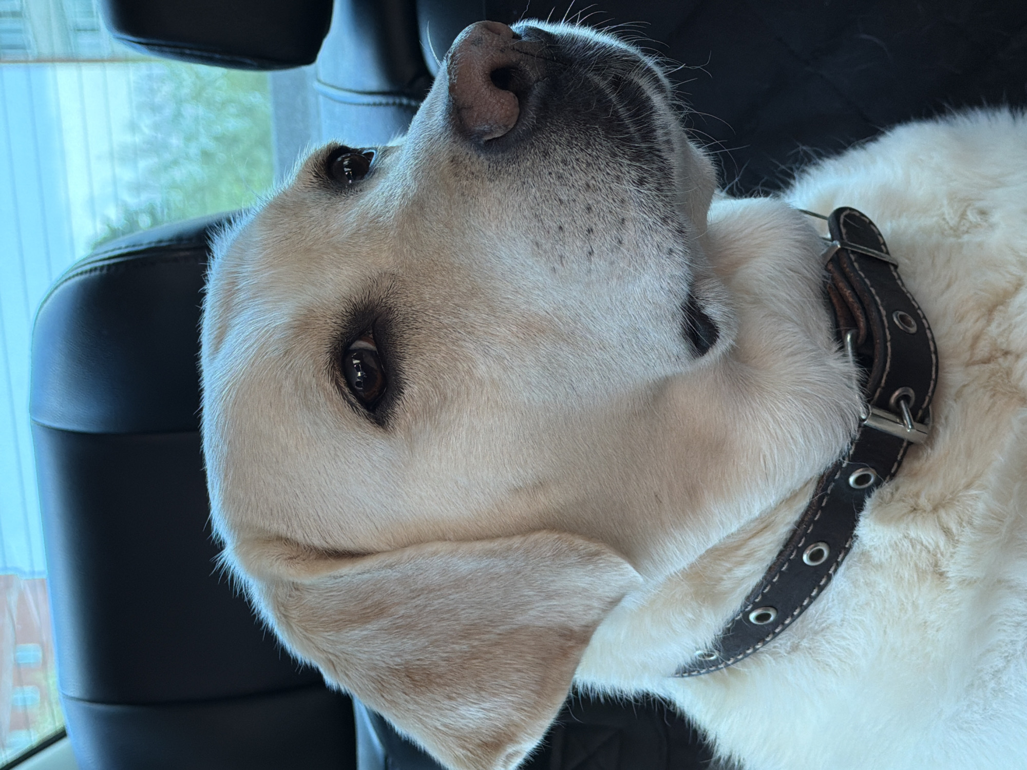 A pale yellow Labrador dog is seated in the back seat of a car, facing the right side of the frame. The dog is wearing a dark brown collar with silver eyelets. The background consists of the dark leather seats of the car and a blurred view of trees and buildings visible through the rear window. The lighting is natural, casting soft shadows.