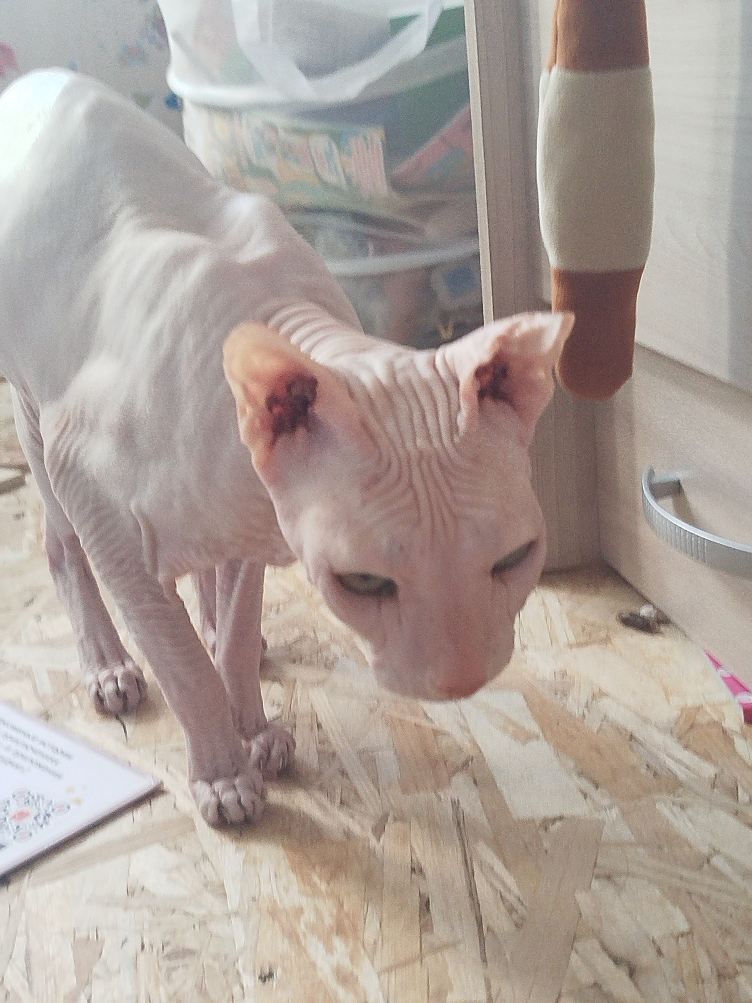 A light-pink Sphynx cat is standing on a light-colored wooden floor. The cat is facing to the right, with its head tilted down and its eyes partially closed. The cat's ears are large and prominent, with dark patches inside them. The cat's skin is wrinkled, and it has a lean build. In the background, there are some blurred objects, including a white bag and what appears to be a scratching post. The environment suggests an indoor setting, likely a residential space. The image does not provide any specific information about the location in Zavodoukovsk, Russia, or any actions or interactions taking place beyond the presence of the cat.