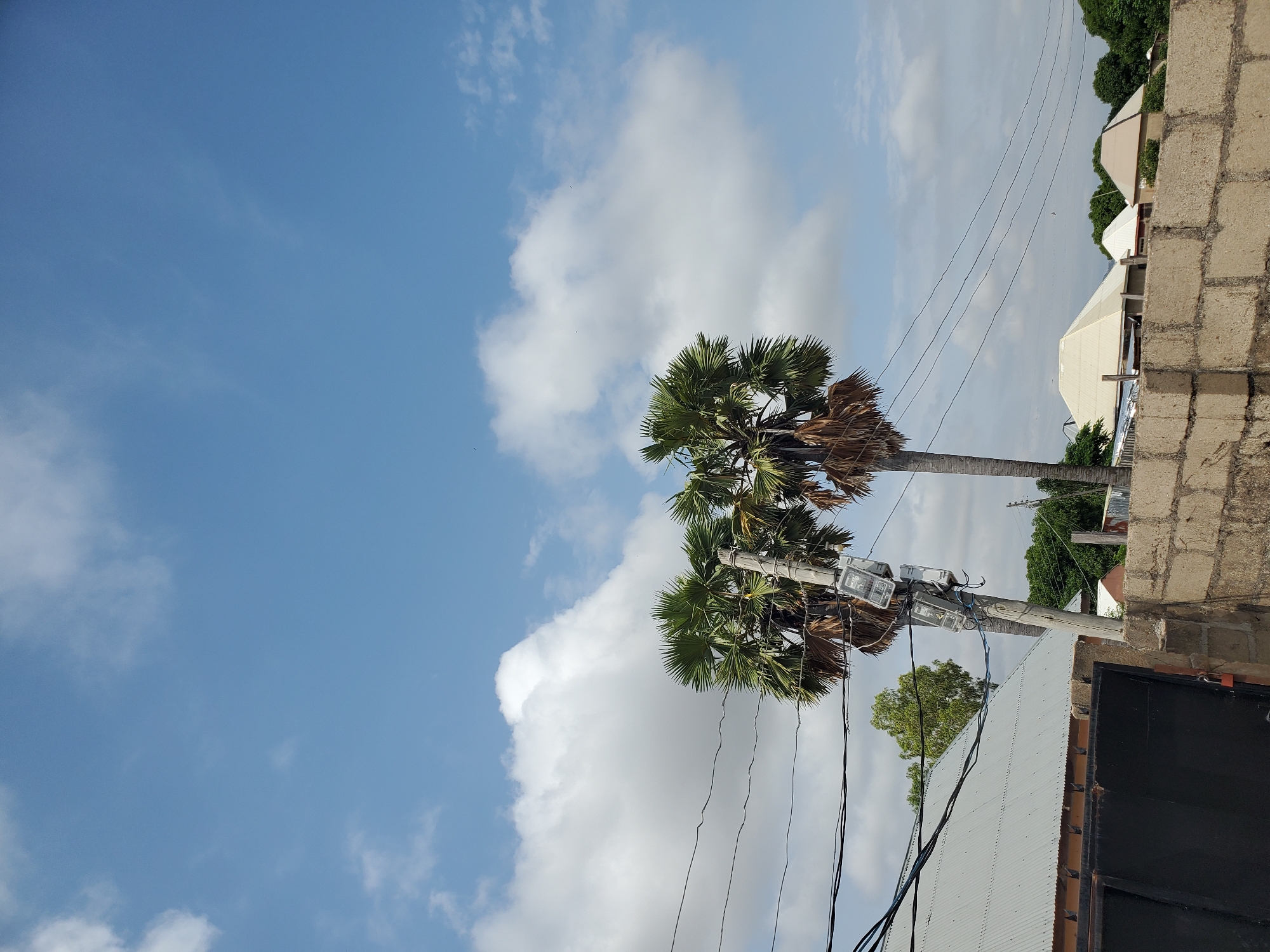 This is a full-shot, eye-level photograph of a residential area in Kason, Nigeria, under a bright blue sky with scattered white clouds. Two palm trees are the prominent natural elements, with their green fronds reaching upwards. A utility pole with multiple electrical meters is situated between the two trees. Electrical wires are strung across the scene, connecting to the pole and extending out of frame. In the foreground, a light-colored concrete block wall runs horizontally across the lower portion of the image. Behind the wall, several buildings are visible. To the left, the corrugated metal roof of a structure with dark siding is partially visible. To the right, the distinct pyramidal roofs of several houses are noticeable, suggesting a mix of architectural styles. The overall impression is of a warm, sunny day in a developed, yet possibly rural, part of Kason. There are no people or animals visible in the frame.