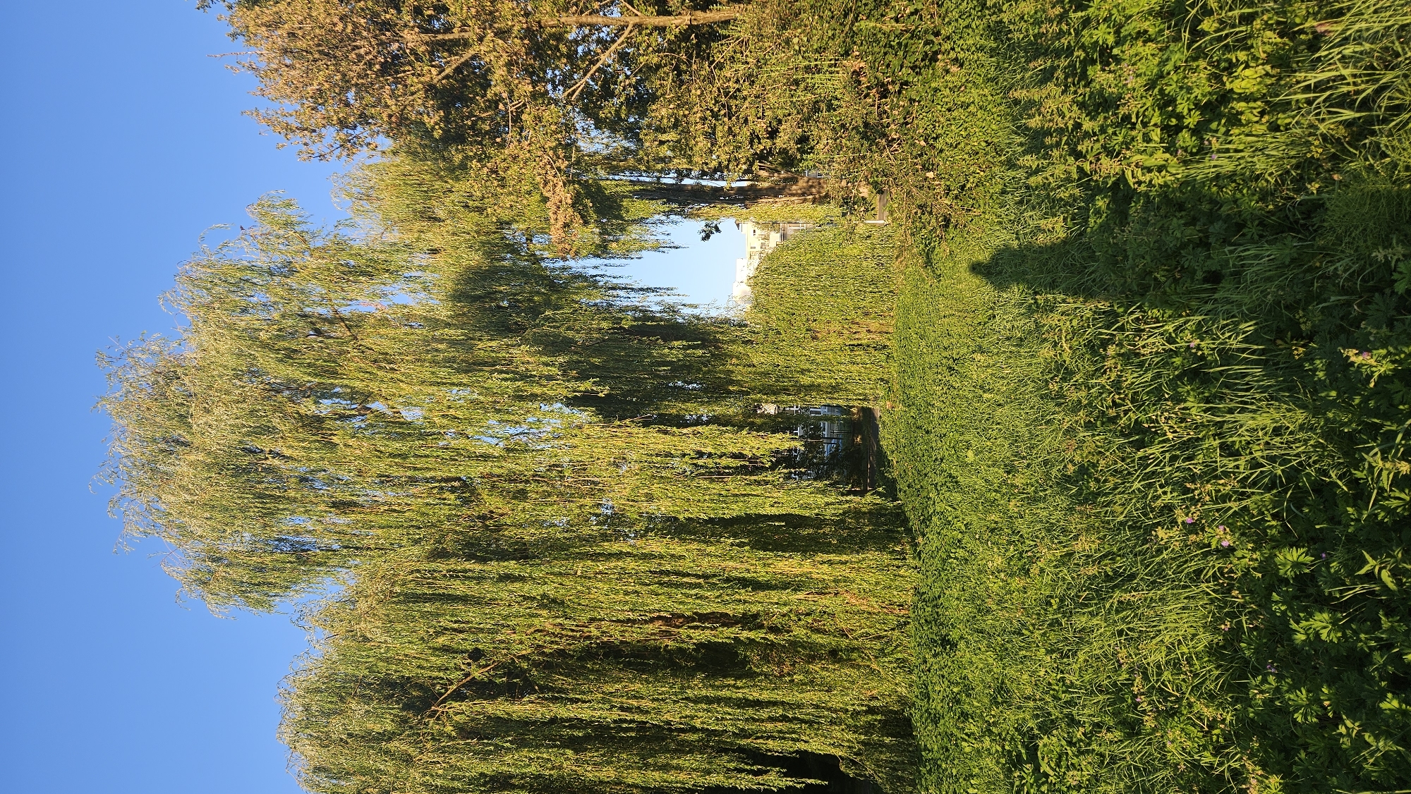 The image depicts a park-like setting with lush green grass and vegetation in the foreground, bathed in the golden light of late afternoon or early morning. A prominent weeping willow tree dominates the left side of the frame, its long, cascading branches creating a curtain of green. To the right, another tree, possibly an oak or maple, shows early signs of autumnal color change, with some leaves appearing brown and yellow. In the background, through a gap in the foliage, glimpses of urban buildings, likely apartment blocks, can be seen. A distinct shadow of a person, presumably the photographer, is cast long across the grassy area, indicating the sun's low angle. The sky above is a clear, vibrant blue. The scene suggests a peaceful, natural area within or on the outskirts of a city. Given the provided context, this scene could be located in one of the parks or green spaces within the city of Prešov, Slovakia, such as the Sídlisko III park area or a similar well-maintained green space.