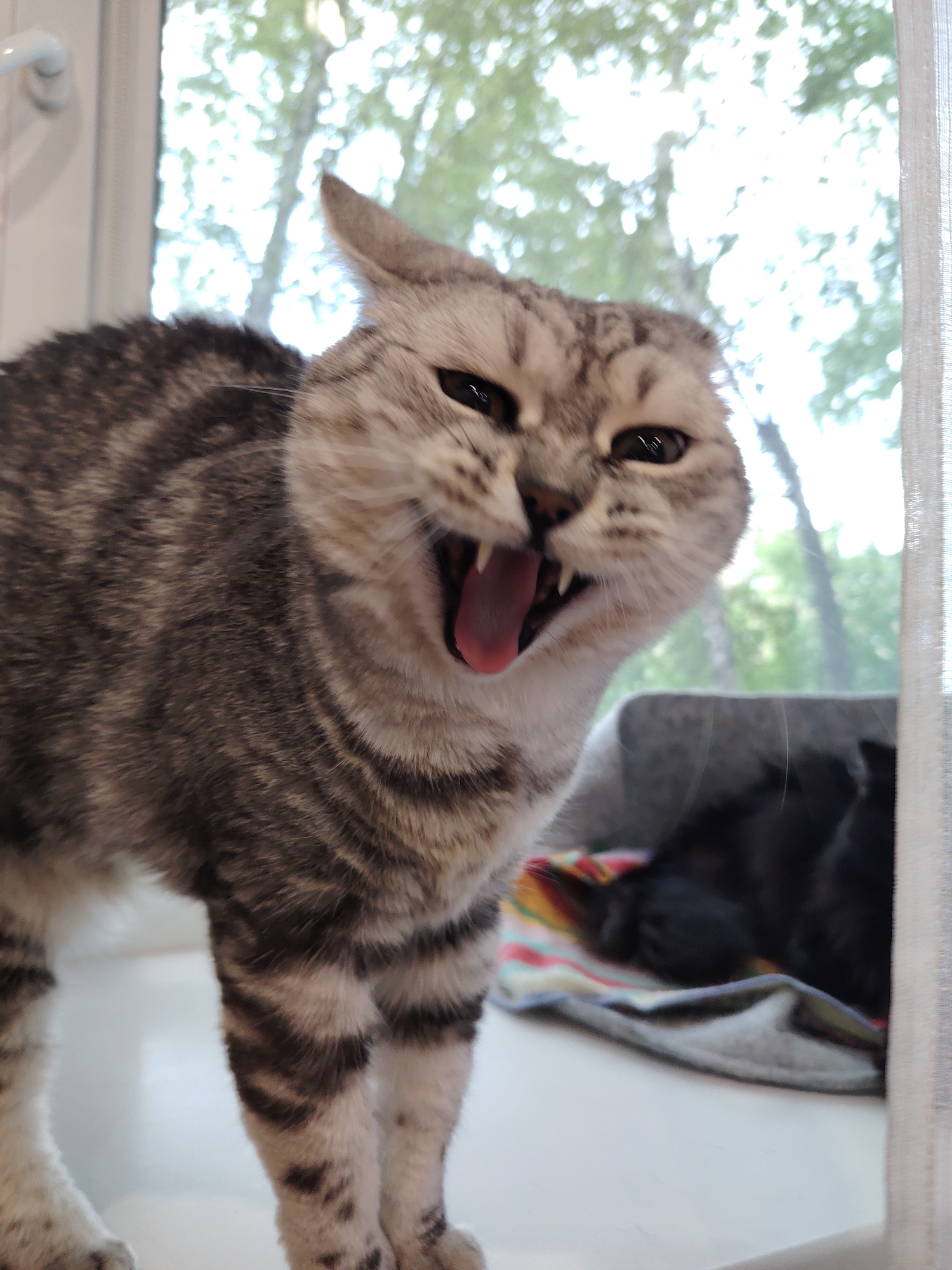 A tabby cat with its mouth open, appearing to yawn or meow, stands on a windowsill. The cat is primarily gray with dark stripes. In the background, through a window, leafy green trees are visible. To the right, a sheer white curtain is present, and a soft blanket with colorful stripes is visible beneath the cat, partially covered by it. On the blanket, several small black kittens are nestled. The setting is indoors, with a window offering a view of an outdoor environment. The location is unknown.