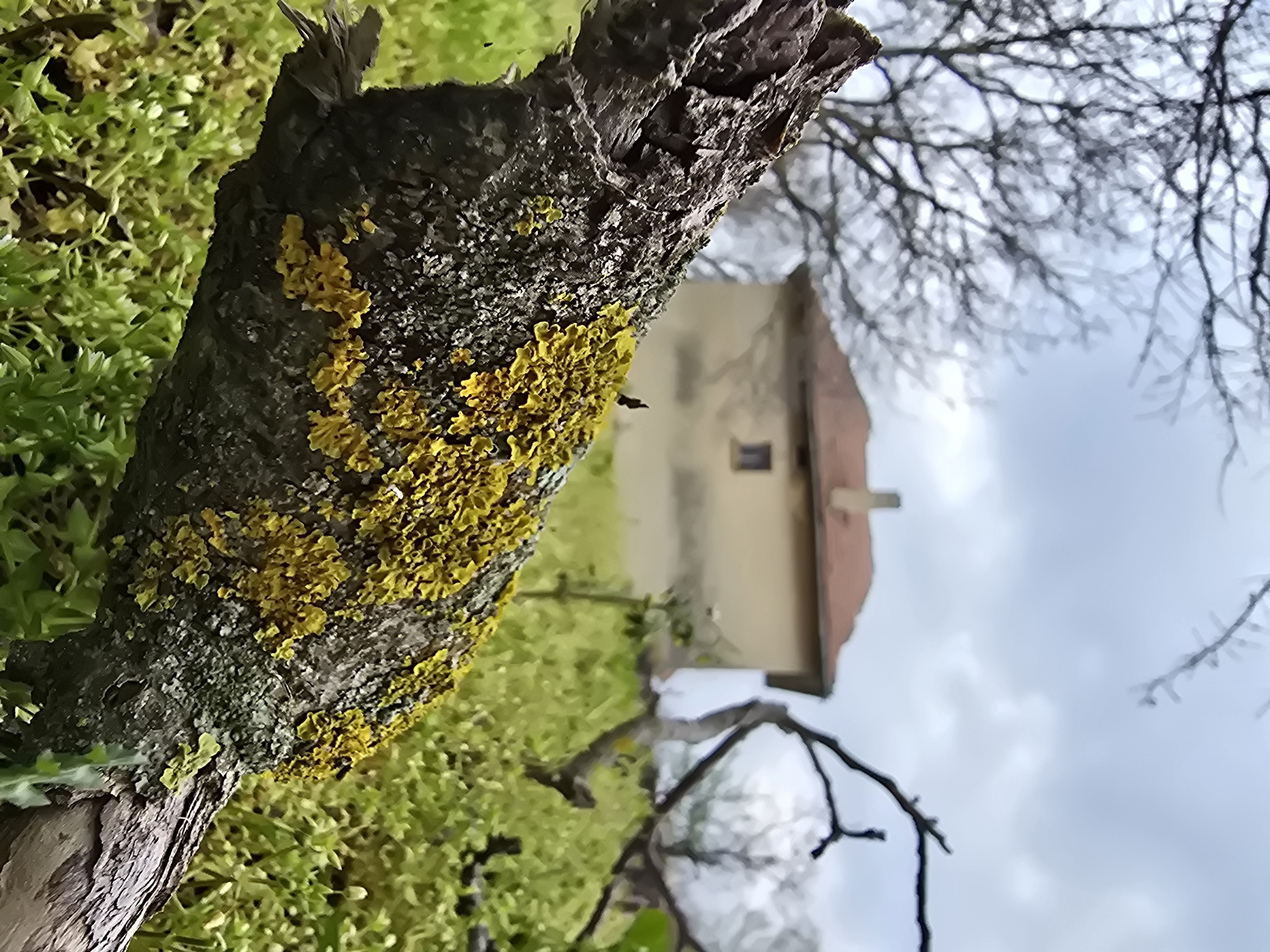 A close-up shot from a low angle focuses on a thick, rough tree branch covered in yellow lichen. The foreground vegetation is lush and green. In the out-of-focus background, there is a building with a red roof and a chimney, set against a partly cloudy sky. Leafless tree branches extend towards the sky. The location is not specified and remains unknown.