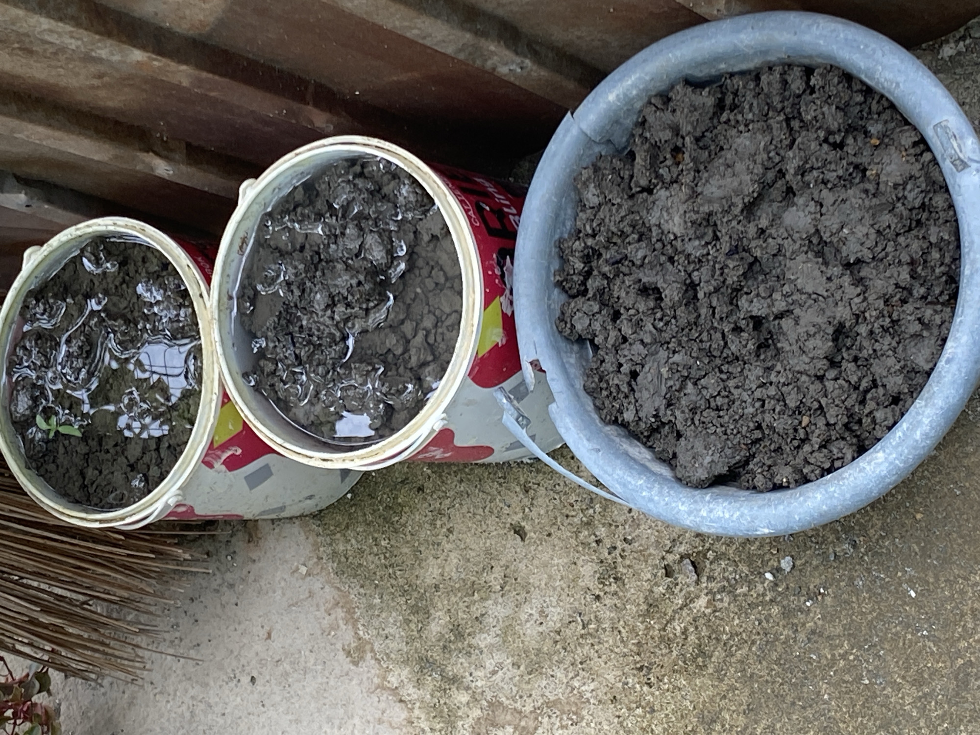 A close-up, high-angle, outdoor shot shows three containers of dirt and one sapling. The containers are arranged from top to bottom. The top container is a white bucket with red and yellow graphics, filled with dark soil and water. A tiny green sapling is visible in the soil. The middle container is a similar white bucket with red and yellow graphics, filled with dark, wet soil. The bottom container is a grey bucket, also filled with dark, wet soil. The background includes a concrete surface to the left, a bundle of dried palm fronds above the top container, and a rusty corrugated metal wall to the right. The scene appears to be in a backyard or garden setting.