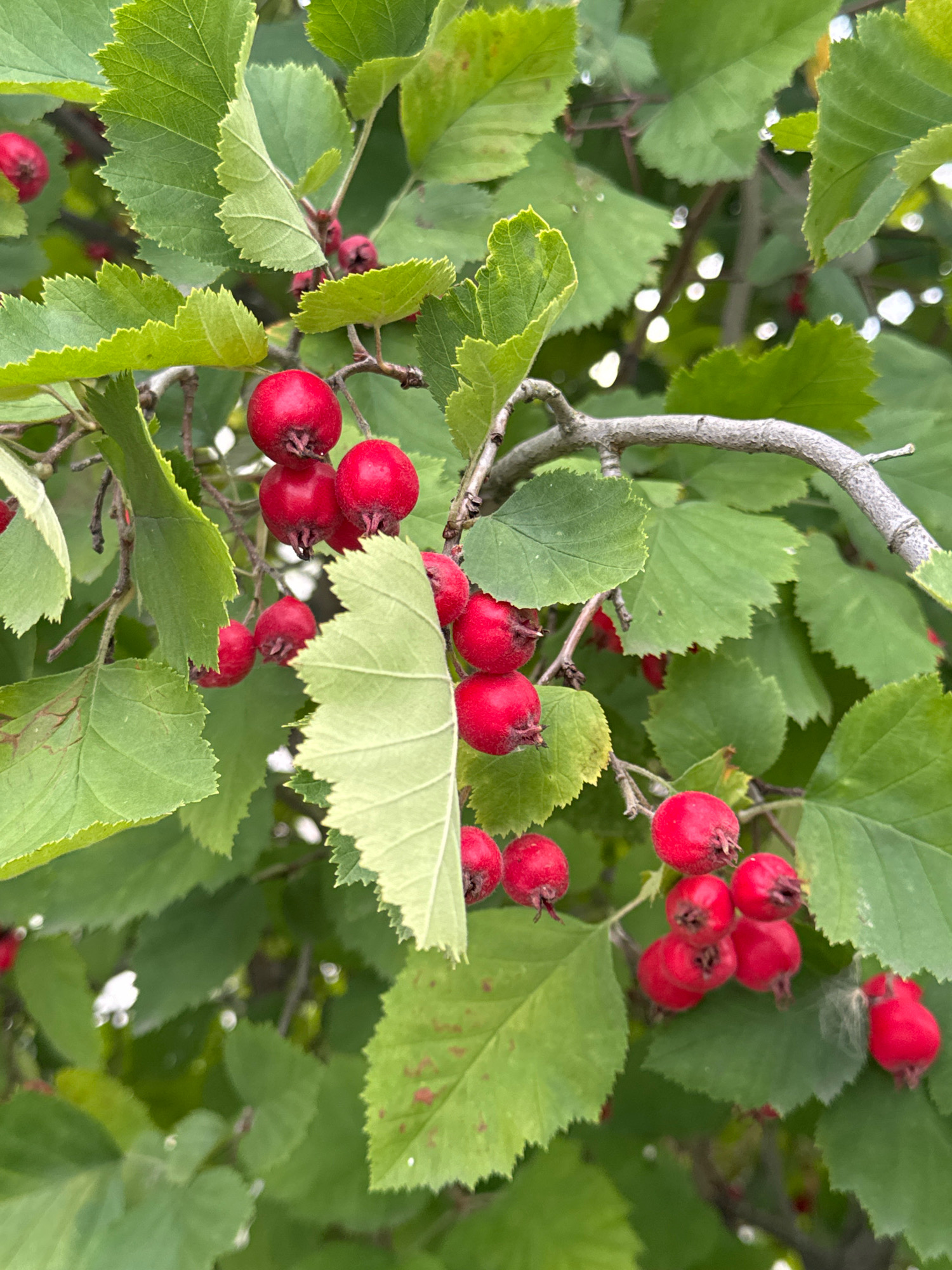 The image depicts a close-up view of a hawthorn tree branch laden with clusters of ripe, red berries and surrounded by vibrant green leaves. The berries are small, round, and have a slightly rough texture, with visible calyx remnants at their tips. The leaves are serrated along the edges and appear healthy, with some showing faint reddish spots. The branch itself is gnarled and greyish-brown. The background consists of more greenery and blurred out foliage, suggesting an outdoor environment. The lighting indicates it is daytime, with some dappled light filtering through the leaves. The scene is static, with no visible movement or activity. This image was captured in Zaraysk, Russia.