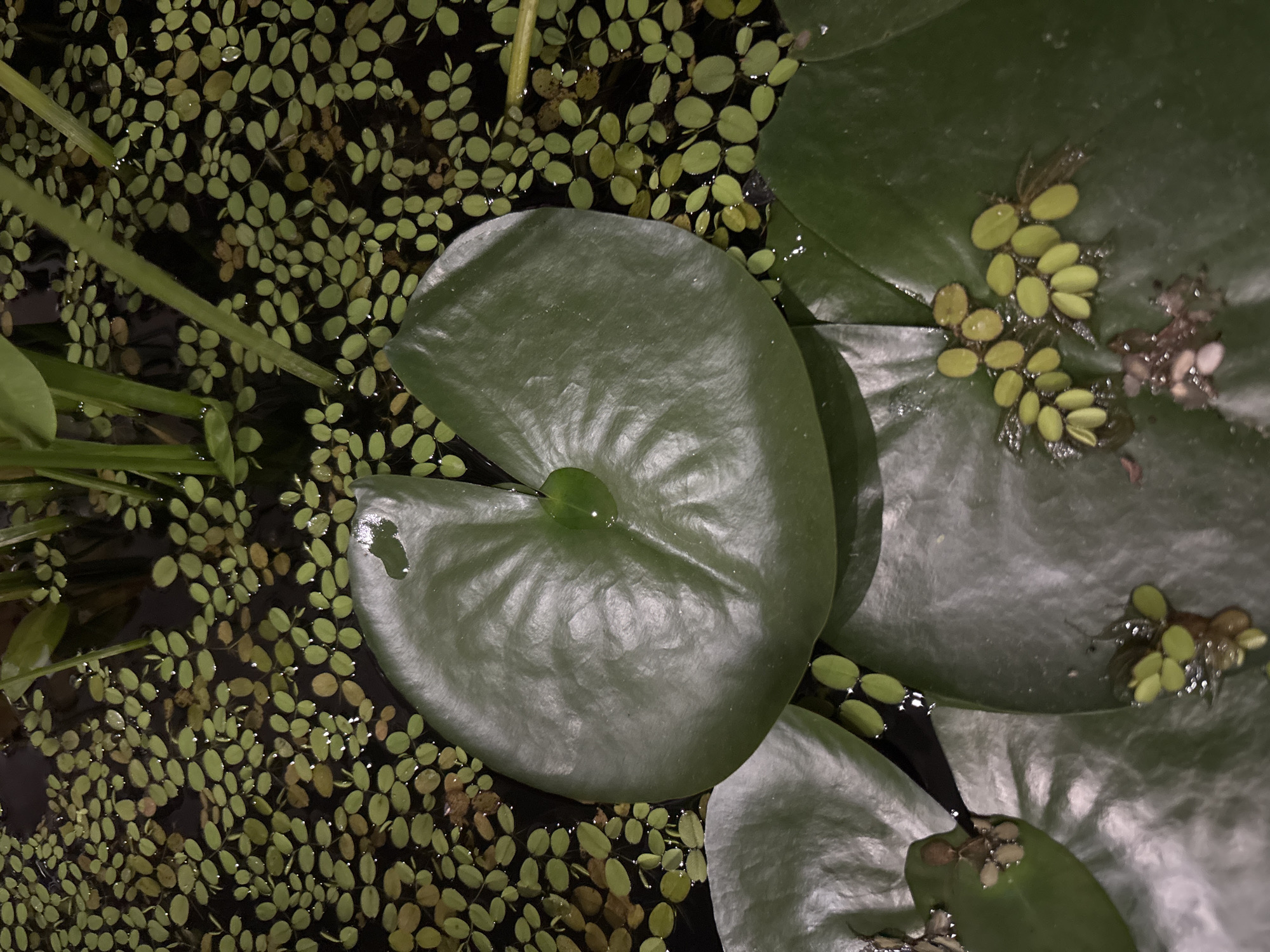 The image shows a close-up view of a pond with lily pads and a dense layer of duckweed on the surface. Several large, dark green lily pads are visible, some partially submerged in the dark water. One prominent lily pad in the center has a small droplet of water on its surface and a notch in its edge. The rest of the water is covered with small, light green duckweed. Some submerged plant stems are also visible. The lighting suggests it might be evening or a shaded area. The image does not provide any information about the city of Nha Trang Ward, Vietnam.