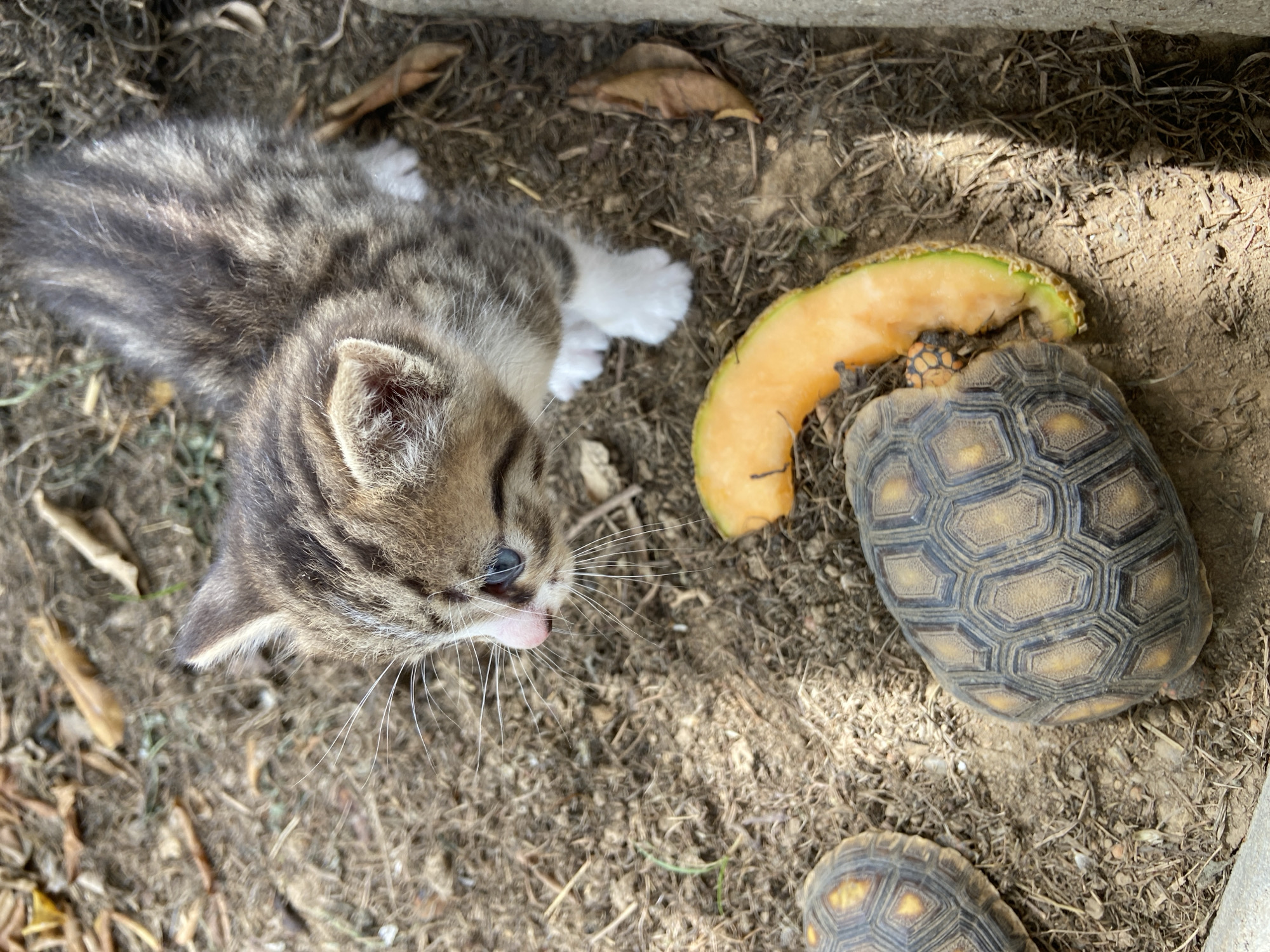 A tan and brown striped kitten with white paws lies on dirt and dry leaves. To the right of the kitten, a cantaloupe rind sits next to a tortoise. A second tortoise is visible in the lower right corner of the image. The location is outdoors, possibly a backyard. There is no evidence to confirm it is Los Velásquez, Venezuela.