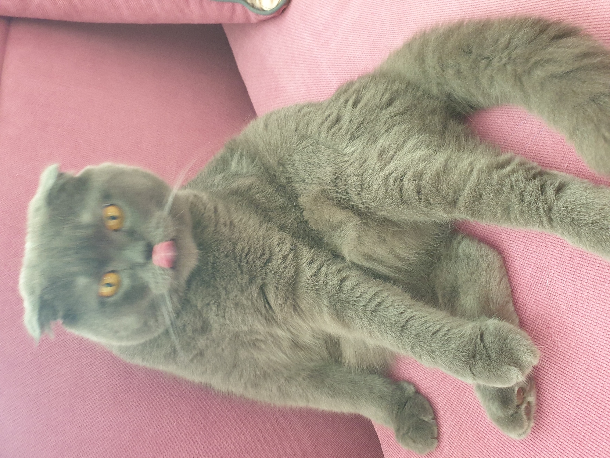 A gray Scottish Fold cat is sitting on a pink sofa with its tongue sticking out. The cat's eyes are wide and yellow, and its ears are folded down. The cat is facing the camera and appears to be looking directly at it. The sofa is upholstered in a textured pink fabric. The background is out of focus, but it appears to be an indoor setting. There is no indication of the city of Lozovyi Yar, Ukraine, or any other specific location in the image.