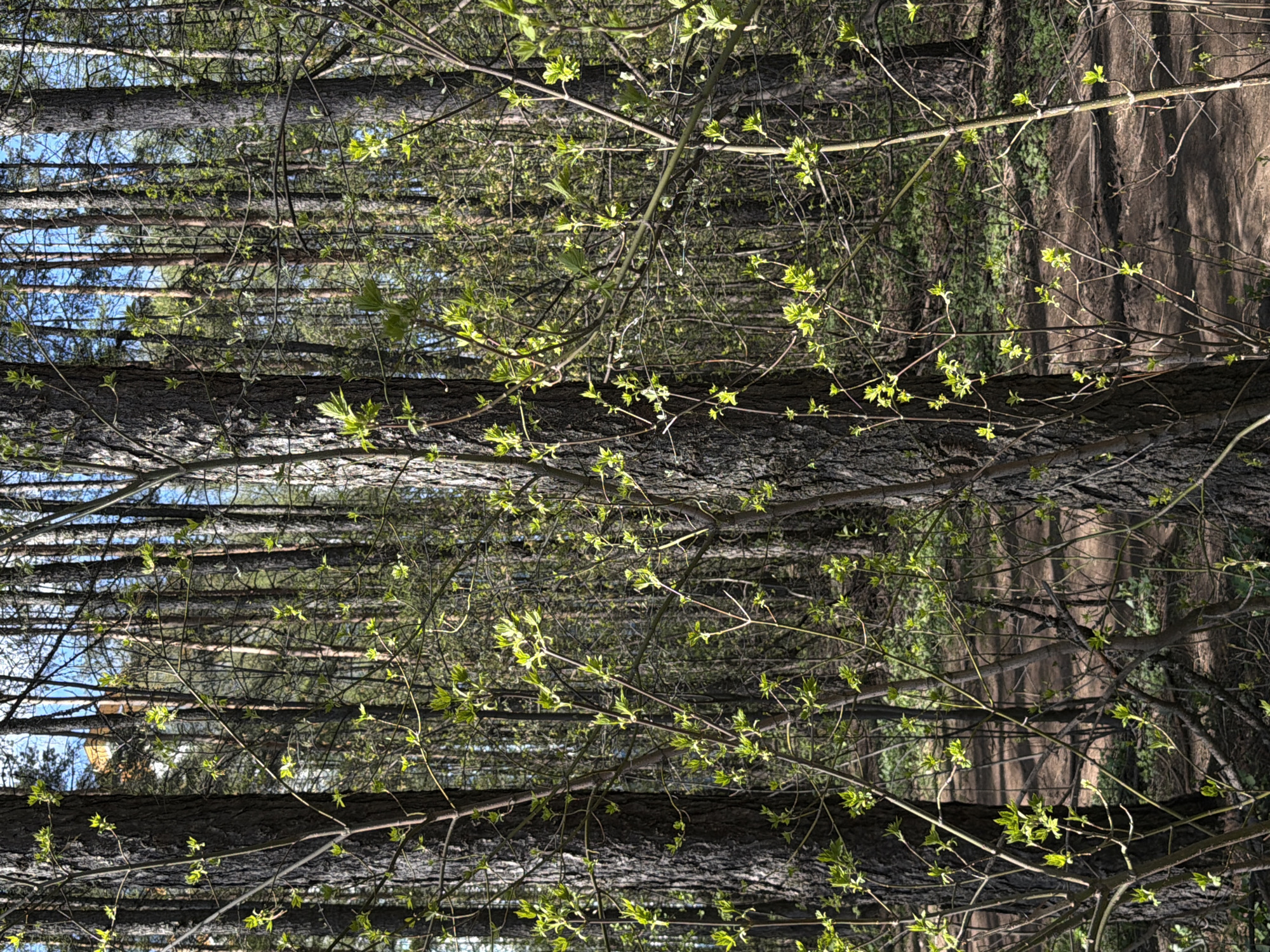 The image depicts a forest scene, likely in springtime given the emerging green leaves. It focuses on tree trunks in the foreground, with a backdrop of more trees stretching into the distance, suggesting a dense woodland. There are visible patches of blue sky through the canopy. A dirt path can be seen on the right side. The location is possibly Izhevsk, Russia.