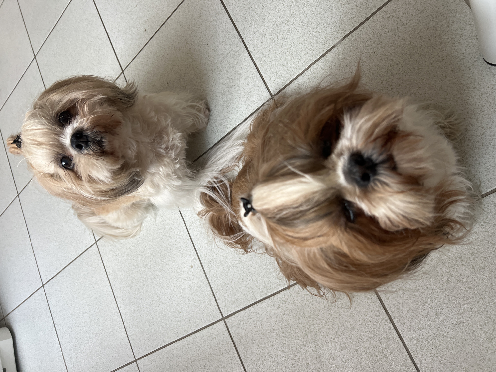 Two Shih Tzu dogs are positioned on a tiled floor. The dog in the foreground is closer to the camera and appears to be lying down, with its head tilted upwards. It has brown and white fur and a small black bow on its head. The dog in the background is standing and looking directly at the camera. It also has brown and white fur and a black bow on its head. The floor is tiled with light-colored square tiles. The scene appears to be indoors, possibly in a home. There is no information to indicate the location in the city of Białystok, Poland.