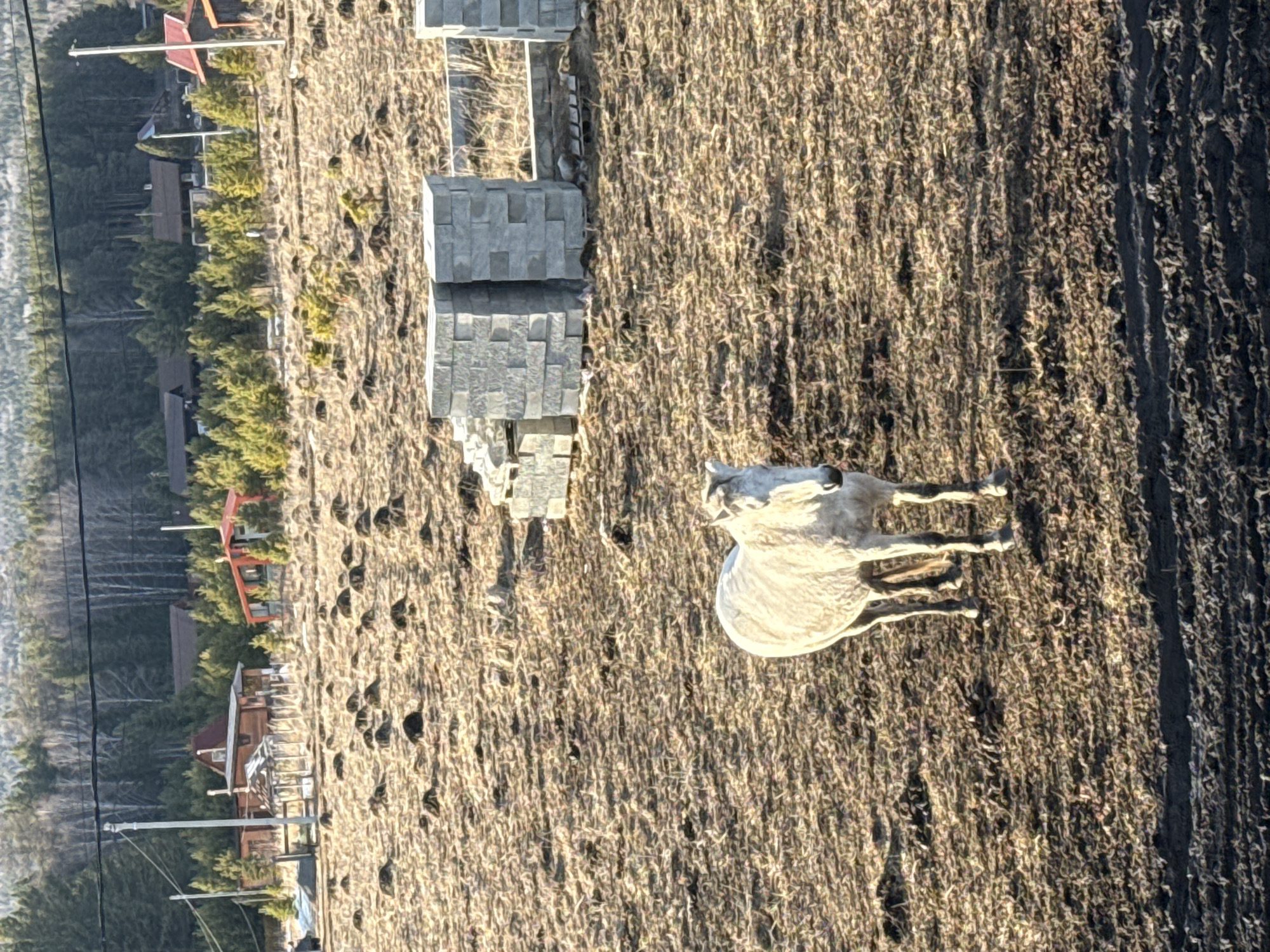 The scene in Tyulyuk, Russia, depicts a light-colored horse standing in a dry, open field under clear daylight. The horse, appearing white or light grey, is positioned in the lower-middle of the frame, facing slightly right with its head turned directly towards the viewer. The ground around the horse consists of sparse, matted yellowish-brown grass and numerous small, dark mounds of earth or mud. A dark, disturbed earth or mud track runs across the very bottom of the image.
In the mid-ground, to the right of the horse, several stacks of light grey concrete blocks are visible. The background reveals a rural or semi-rural settlement comprising multiple wooden houses with varying roof colors, including reddish-brown and dark brown, interspersed among evergreen trees. Power lines, supported by wooden utility poles, traverse horizontally across the upper portion of the background. A dense line of evergreen forest forms the horizon line beyond the settlement. No individuals are visible.