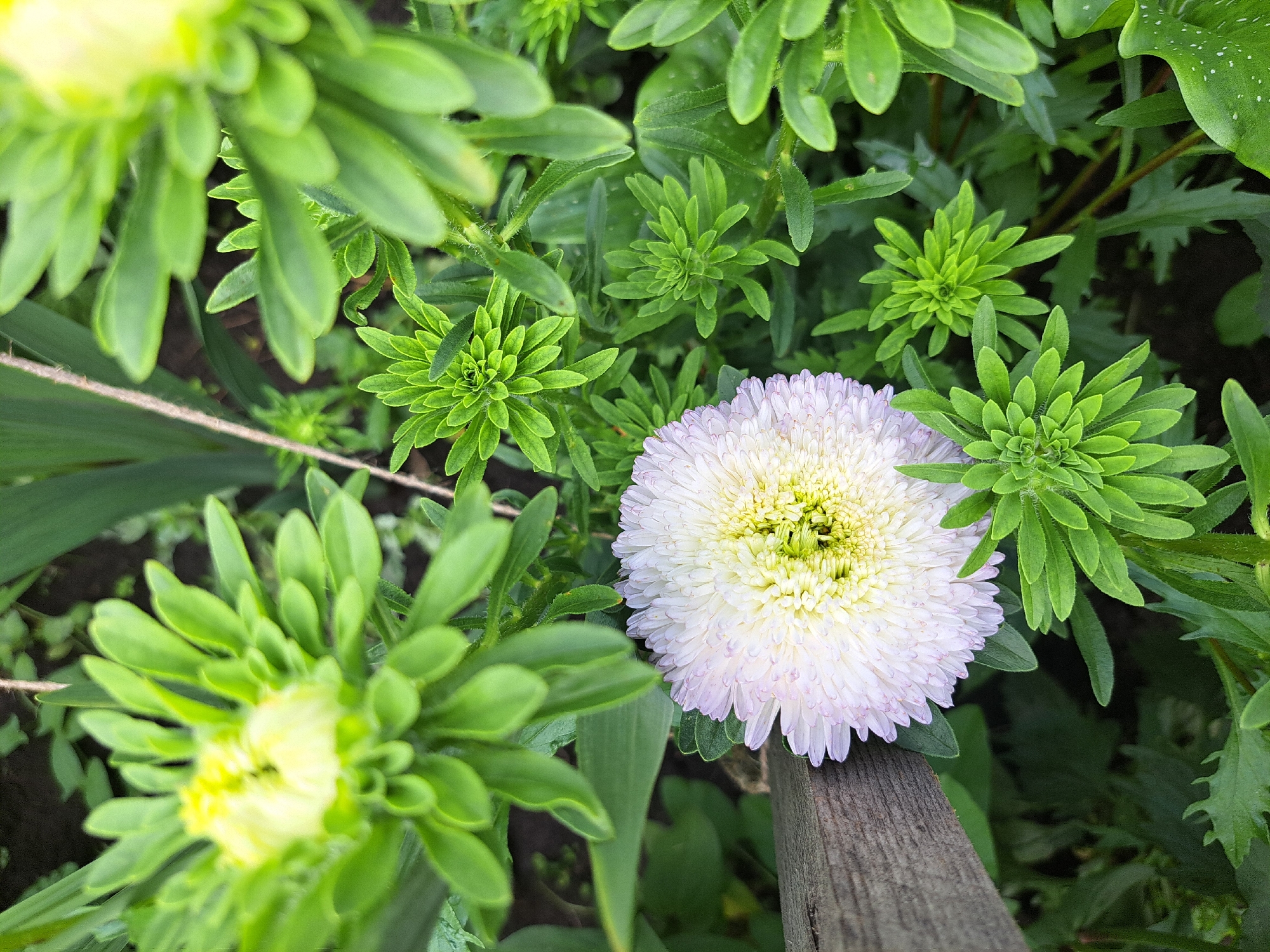 An overhead, close-up shot captures a white aster flower, its petals delicately fringed with light pink, surrounded by lush green foliage. The flower, positioned towards the lower-left quadrant of the image, is partially obscured by a weathered wooden plank on its left side. Several small, budding green flowers, tightly packed with pointed petals, are scattered throughout the frame, particularly in the mid-ground and upper-right. The background consists of dark soil and various green leaves, suggesting a garden setting. The image was taken in Chernetsk, Russia.