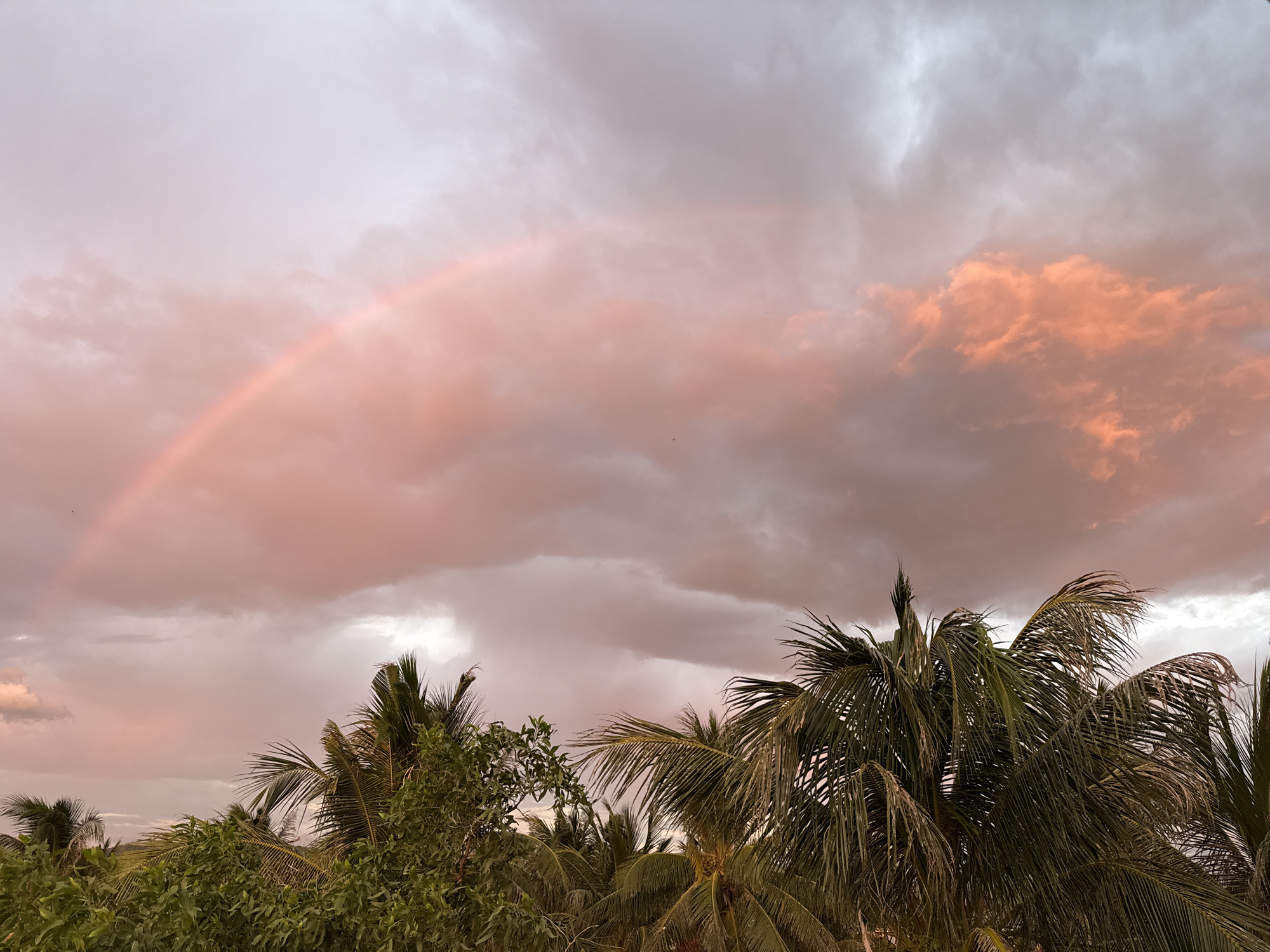The image depicts a tropical sky with a prominent rainbow arching across a band of pink and grey clouds. The lower portion of the frame is filled with the lush green foliage of trees, including palm fronds, suggesting a natural or semi-rural setting. The light indicates either dawn or dusk, with the sky illuminated by the warm hues of the setting or rising sun. The scene appears to be outdoors, likely in a location with abundant vegetation and a clear view of the sky. The image does not contain any people or discernible man-made structures, contributing to a serene and naturalistic atmosphere. The photograph was taken in Song Cau, Vietnam, a coastal city known for its beaches and natural beauty, which aligns with the visual elements present in the image.