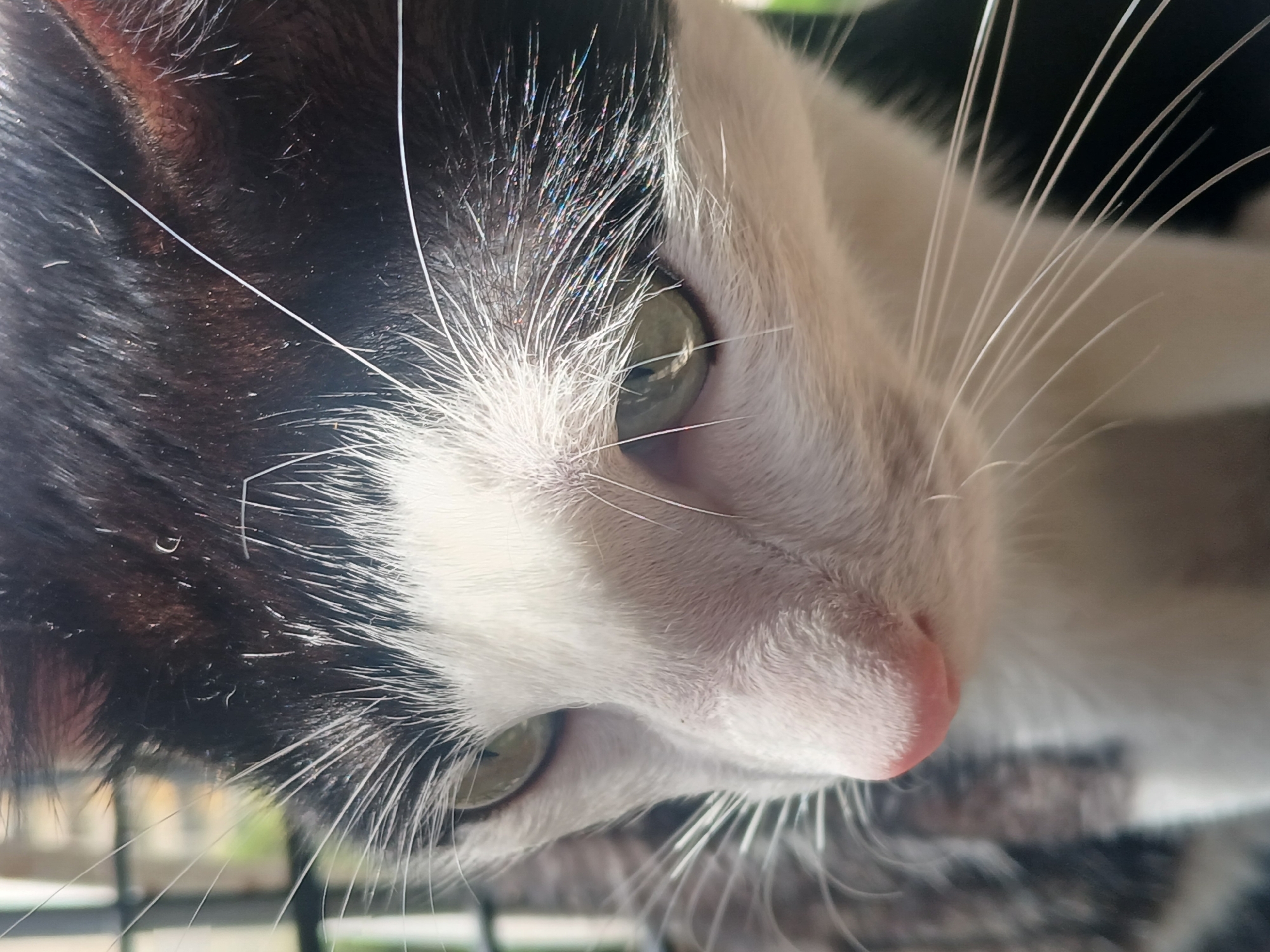 Close-up of a black and white cat's face. The cat has green eyes and a pink nose. The cat is indoors near a window. The location is Ciudad Guayana, Venezuela.