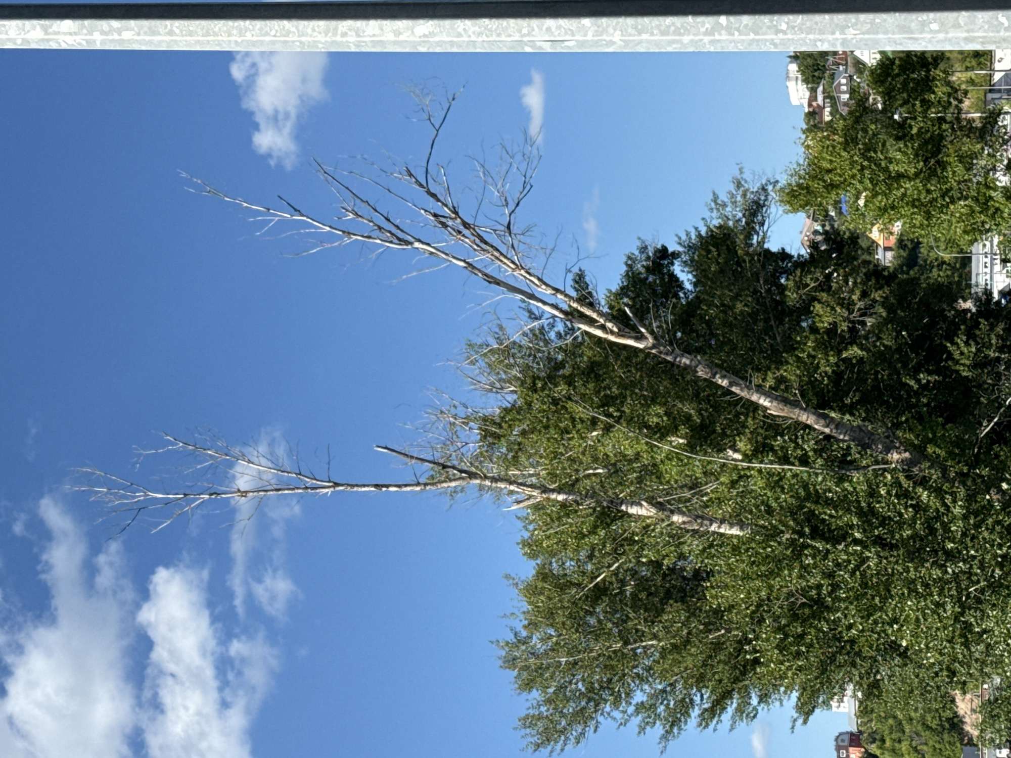 The image shows a close-up view of two bare, skeletal trees against a bright blue sky with scattered white clouds. The trees are thin and have many small branches reaching upwards. In the background, a dense, leafy green tree dominates the lower portion of the frame. Further back, a hillside is covered with green vegetation and dotted with buildings, indicating an urban or suburban setting. A tall, metallic pole is visible on the right side of the image, extending vertically.