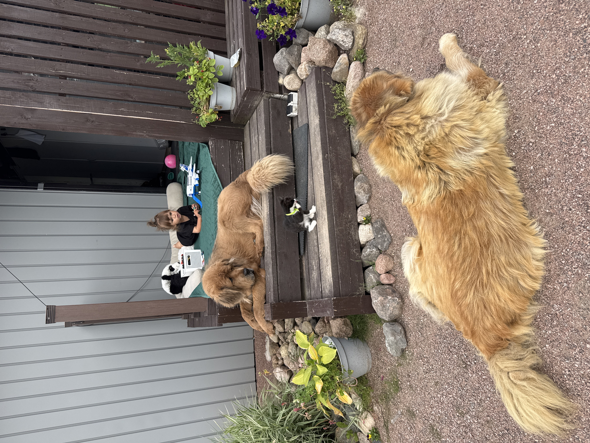 A young girl lies on a green mat, playing with a toy airplane and a stuffed panda, on a wooden deck with a gray corrugated metal wall behind her. Two large brown dogs are present: one lies on the deck, and another is in the foreground. A small black and white kitten sits on the deck steps. The scene is outdoors, with gravel ground and potted plants visible. The location is identified as Kempelevo, Russia.