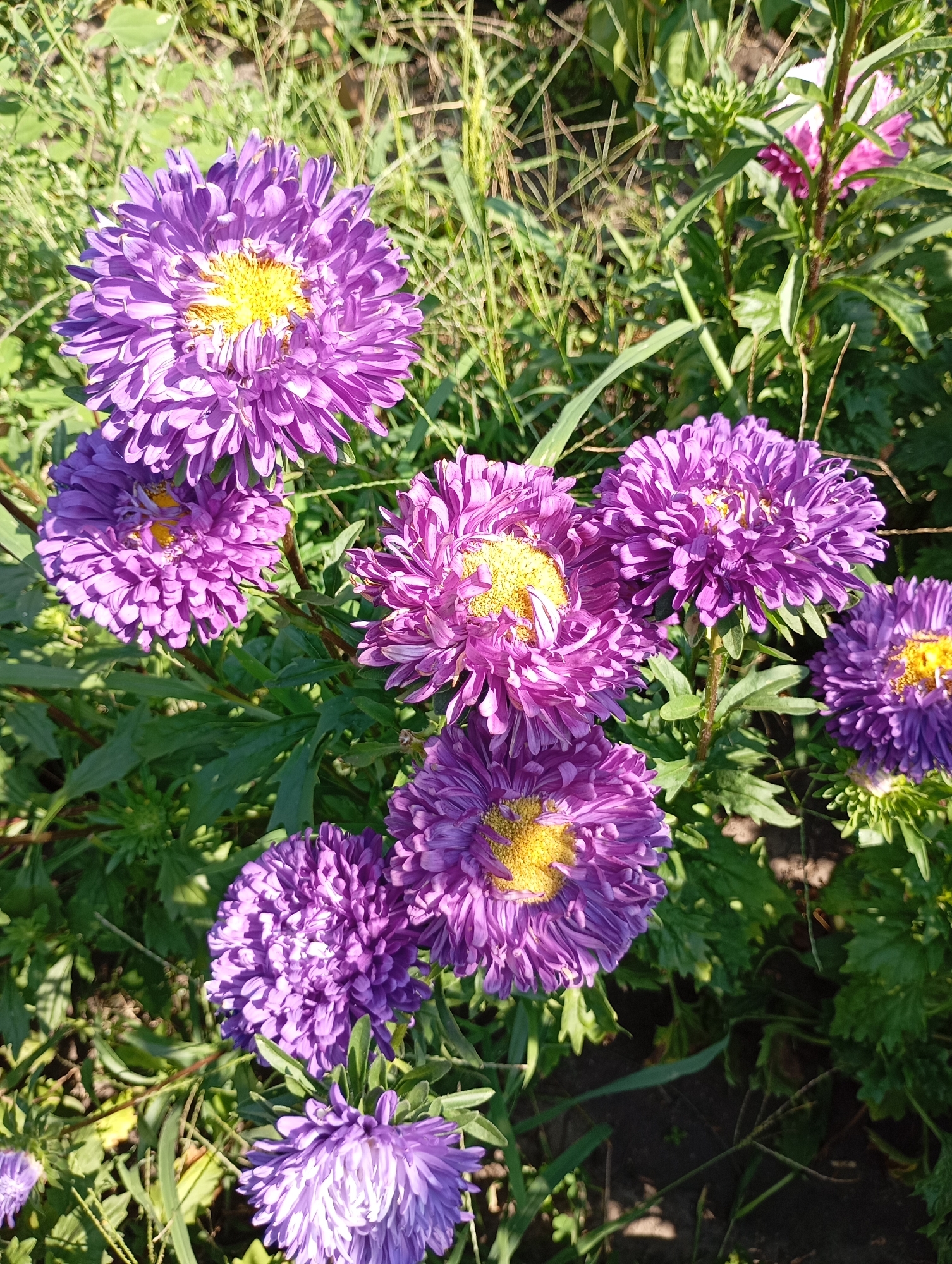 The image displays a close-up view of several purple aster flowers in bloom, interspersed with green foliage and grass. The flowers have a complex petal structure with bright yellow centers. The lighting suggests it is daytime, with sunlight casting shadows and highlighting the textures of the petals. The overall setting appears to be an outdoor garden or park area. The image was taken in Horishni Plavni, Ukraine.