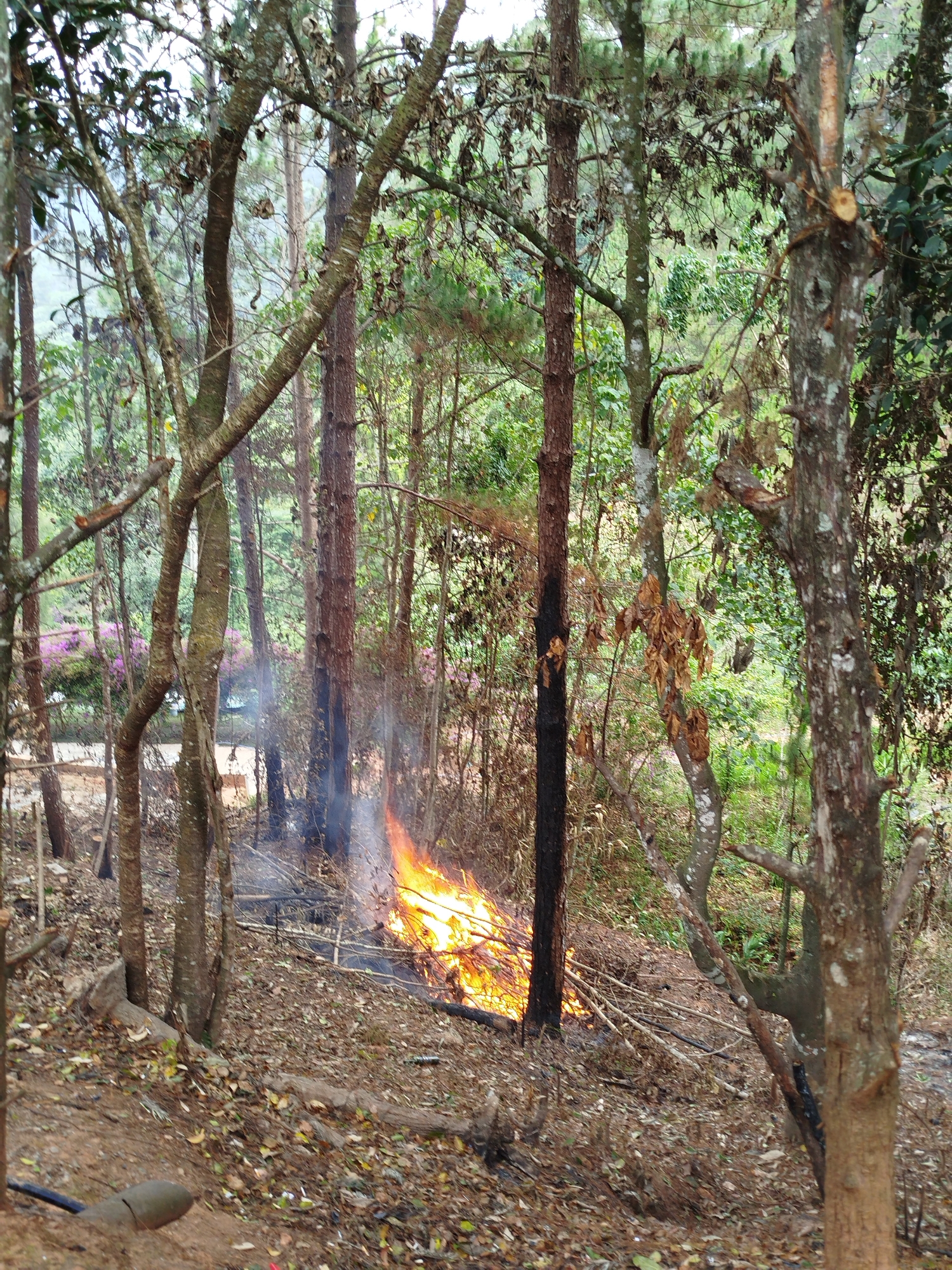 This media shows a forest scene in Da Lat, Vietnam, where a fire is burning on the ground. The fire, characterized by bright orange and yellow flames, is consuming dry leaves and small branches scattered across the forest floor. Columns of white and grey smoke rise from the burning debris, partially obscuring the background.
Numerous tree trunks, varying in thickness and bark texture, populate the scene. Some trees have green foliage, while others appear to have dry, brown leaves. One prominent tree trunk in the mid-ground, positioned close to the fire, exhibits noticeable charring or blackening on its lower section, indicating it has been exposed to the flames. The ground is largely covered with a dense layer of fallen dry leaves, dirt, and scattered twigs and branches, providing fuel for the fire.
In the distance, through the trees, there are glimpses of further green foliage and what appears to be a section of purple or pink flowering plants, possibly bougainvillea or rhododendrons, suggesting a cultivated area or pathway beyond the immediate forest edge. A subtle white barrier or structure is also faintly visible in the mid-distance through the trees. In the foreground of one crop, a dark pipe-like object is partially visible on the muddy ground.
The lighting suggests it is daytime, possibly overcast or with diffused sunlight, as there are no harsh shadows. No people or visible text are present in the image. The scene captures an active fire in a wooded area, presenting a potentially hazardous situation.