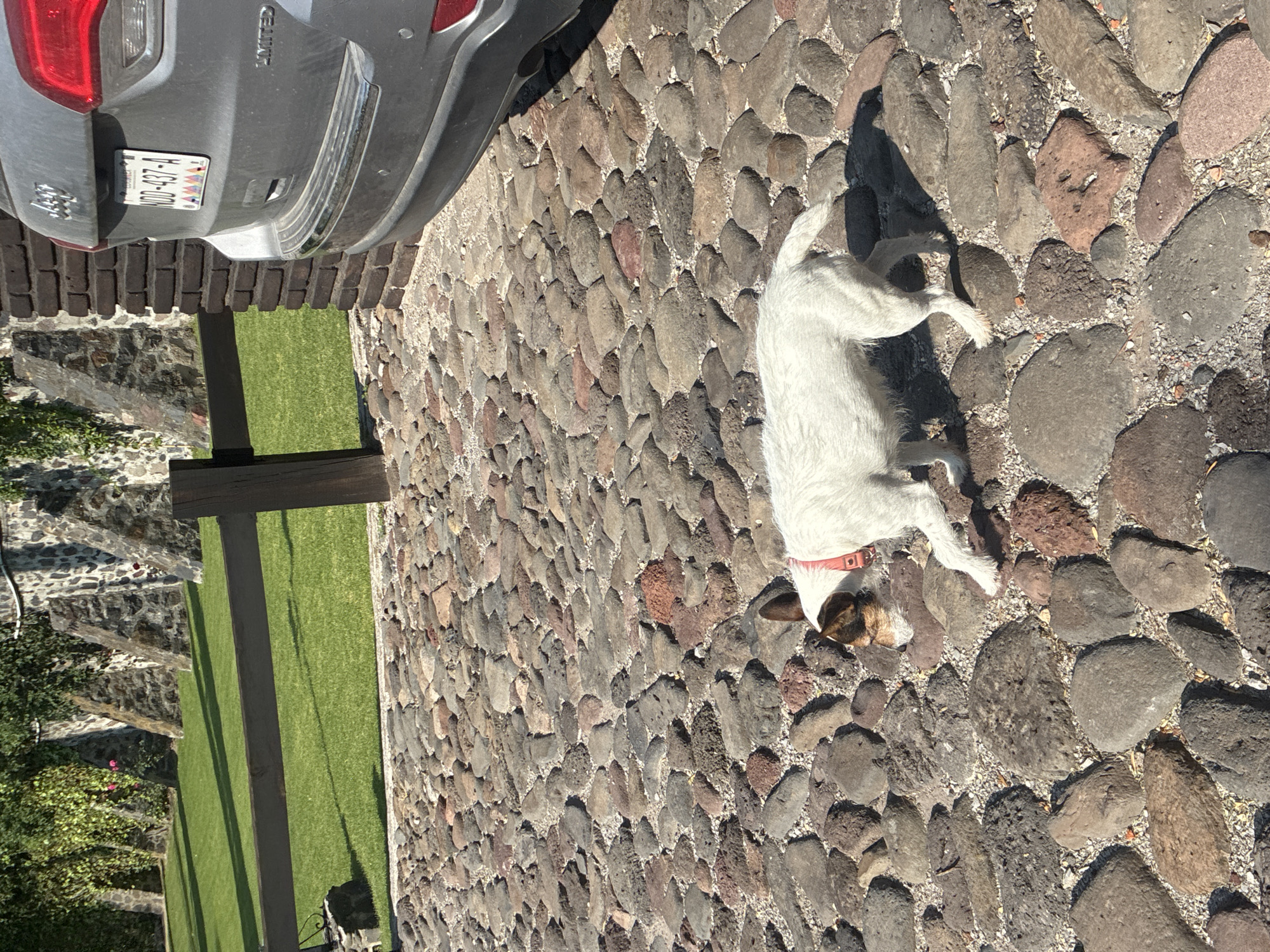 A slightly rotated full outdoor shot features a dog, a car, a wall, grass, and cobblestones. The dog, predominantly white with brown markings around its head and ears, is lying on the cobblestone ground. A red collar is visible on its neck. The cobblestones are a mix of grey and brown, arranged in a somewhat uniform pattern. A portion of a grey car is visible on the upper left of the frame. The car is parked adjacent to the cobblestone area, with a glimpse of its license plate, appearing to read "NDD-437-A". Adjacent to the car is a wall structure, constructed from rough-hewn stones. A patch of grass extends from behind the wall. The location appears to be Cañada de Madero, Mexico.