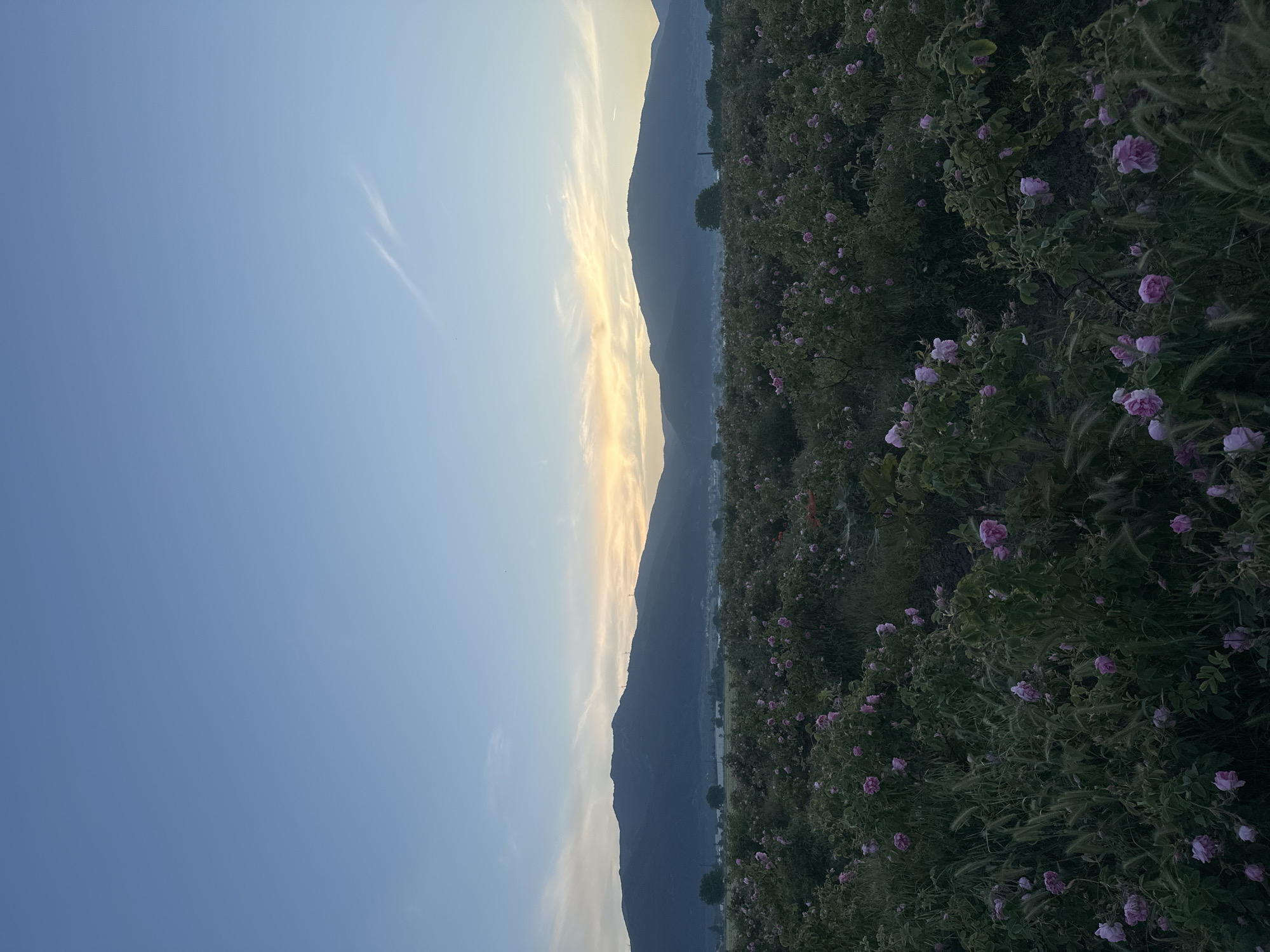 The image depicts a view of a field of pink flowers alongside a mountain range at dusk or dawn, in what appears to be the city of Kran, Bulgaria. The sky transitions from a light blue to a yellow hue near the mountains, suggesting the presence of the sun either rising or setting. Mountains are silhouetted against the sky. The flower field is in the foreground.