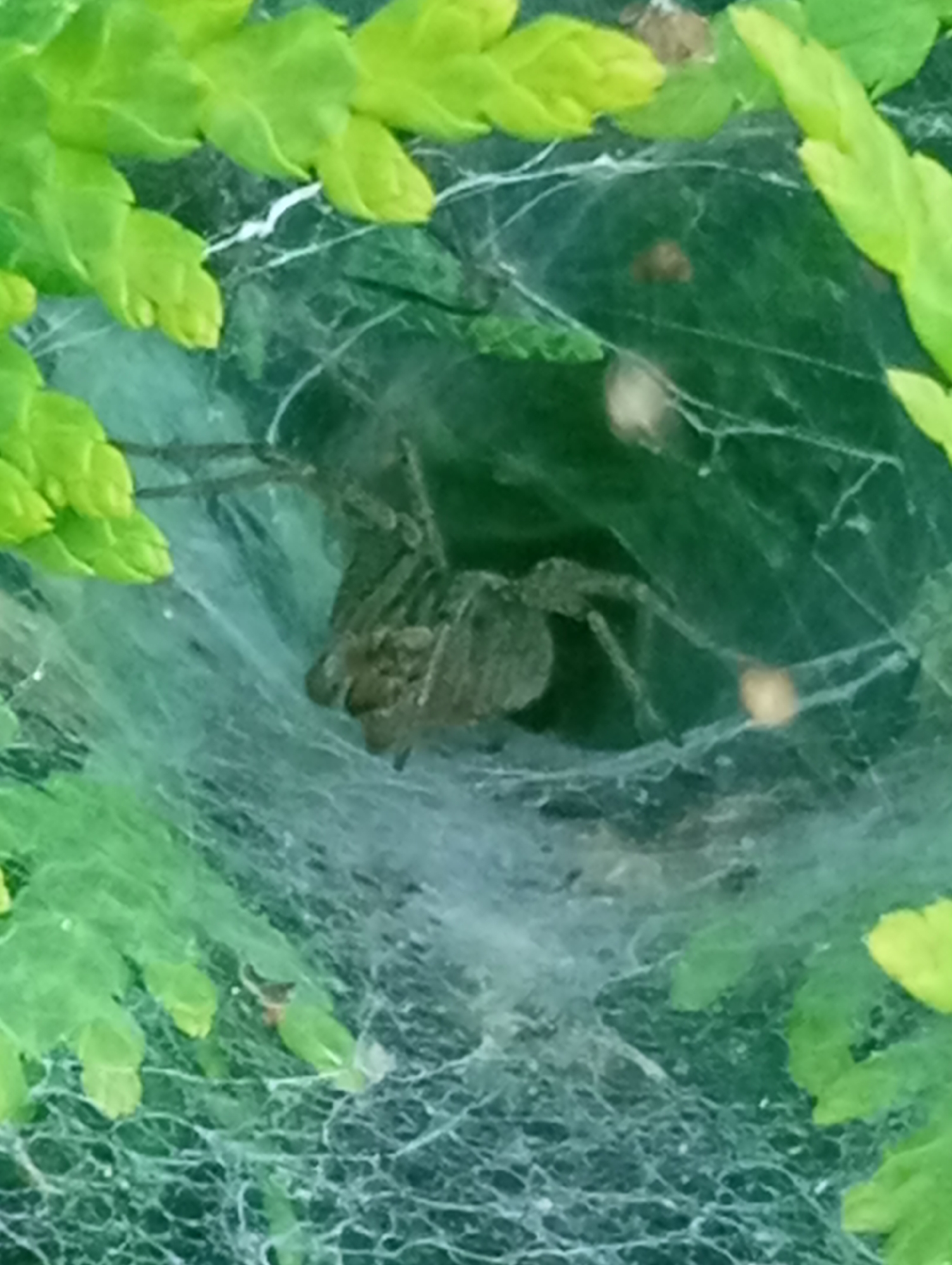 A medium-sized, brown and grey spider is positioned in the center of a funnel-shaped web. The web is suspended amongst green foliage, likely bushes or plants, which are visible in the foreground and background. The spider's body is segmented and it has multiple legs that are spread out. The web is intricate and appears to be made of fine silk threads. The lighting suggests it is daytime, with some shadows visible within the web. The overall scene is an outdoor natural environment. The image does not contain any discernible elements that would indicate a specific location within the city of Sofiivska Borshchahivka, Ukraine.