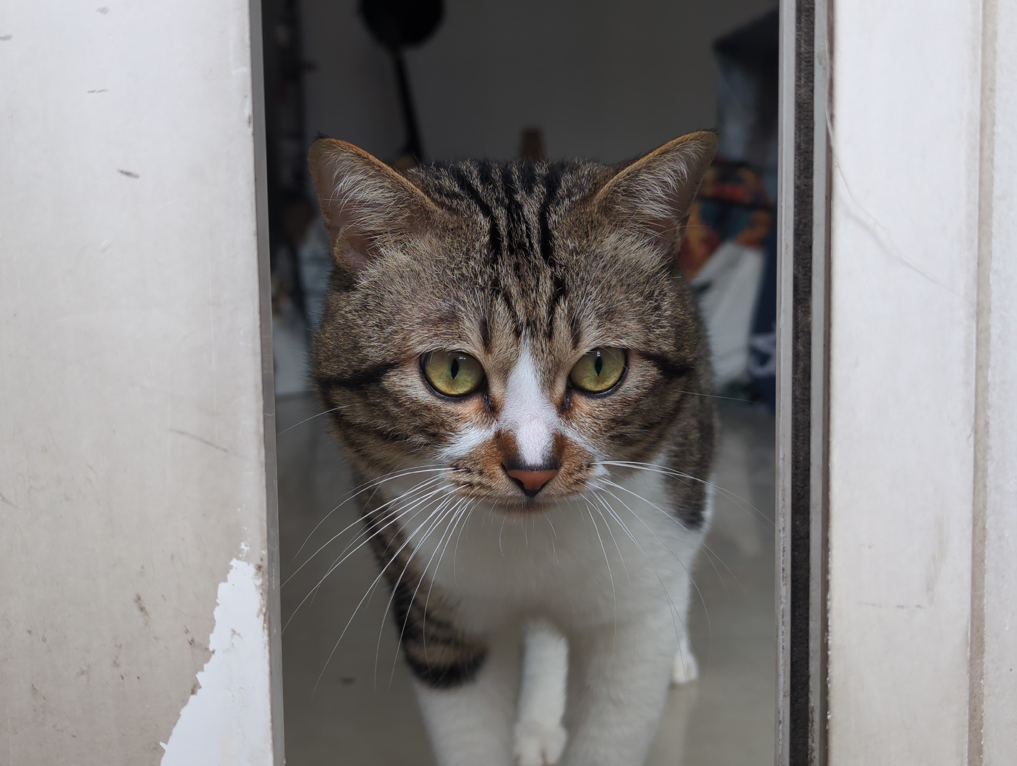 A medium shot captures a tabby cat with white chest and paws peering through a doorway. The cat has a brown and black striped head with piercing yellow eyes. Its gaze is direct, as if focused on the viewer. The background is indistinct, suggesting an interior space. The setting is implied to be Shunde District, China.