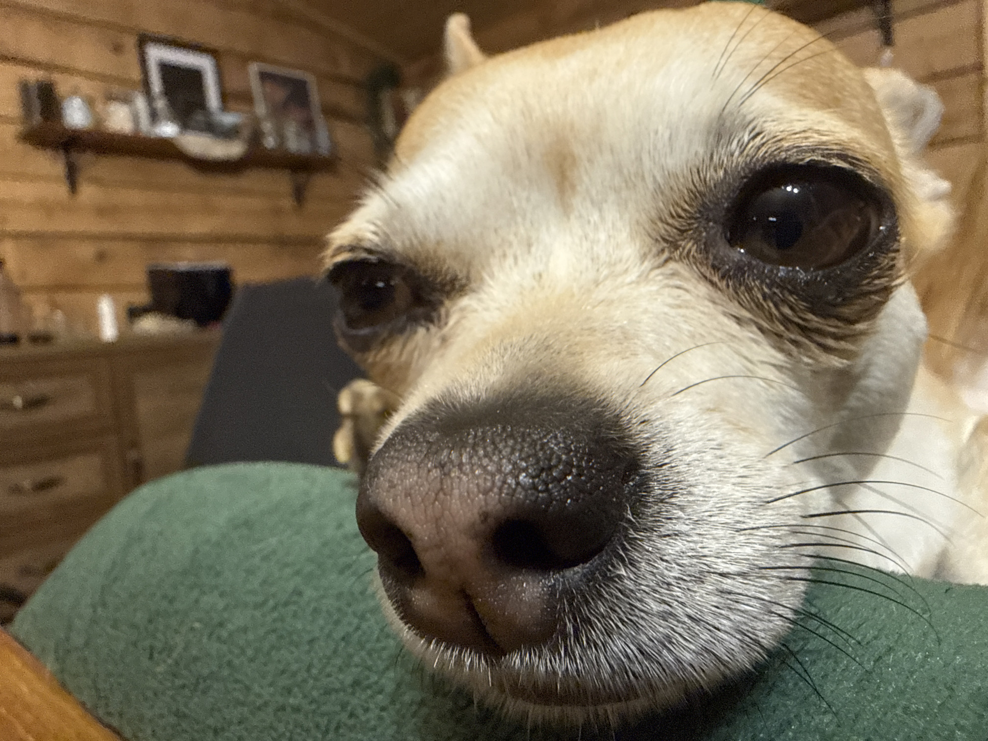 A close-up, intimate portrait features a small, light-colored dog, likely a Chihuahua, indoors. The dog's dark, wet nose and large, expressive dark eyes dominate the foreground, suggesting a very close perspective to the camera, which gives a slight wide-angle effect. Its fur is a blend of light tan and white, with prominent whiskers extending from its muzzle. Slight tear marks or discharge are visible around the inner corners of its eyes.
The dog is resting on a dark green, textured upholstered surface, possibly a sofa or chair armrest, which is visible in the lower foreground. The background is softly blurred but reveals a rustic wooden plank wall, indicative of a cabin or cozy home interior. A wooden shelf is mounted on the wall, holding several framed objects or pictures that are too indistinct to identify details. A wooden dresser or cabinet is partially visible on the far left. The lighting is soft and ambient, suggesting an indoor setting, possibly evening. The dog appears calm and observant, gently looking towards the viewer or slightly past the camera. There is no visible text in the image. The setting suggests a comfortable home environment in Ralevo, Bulgaria.