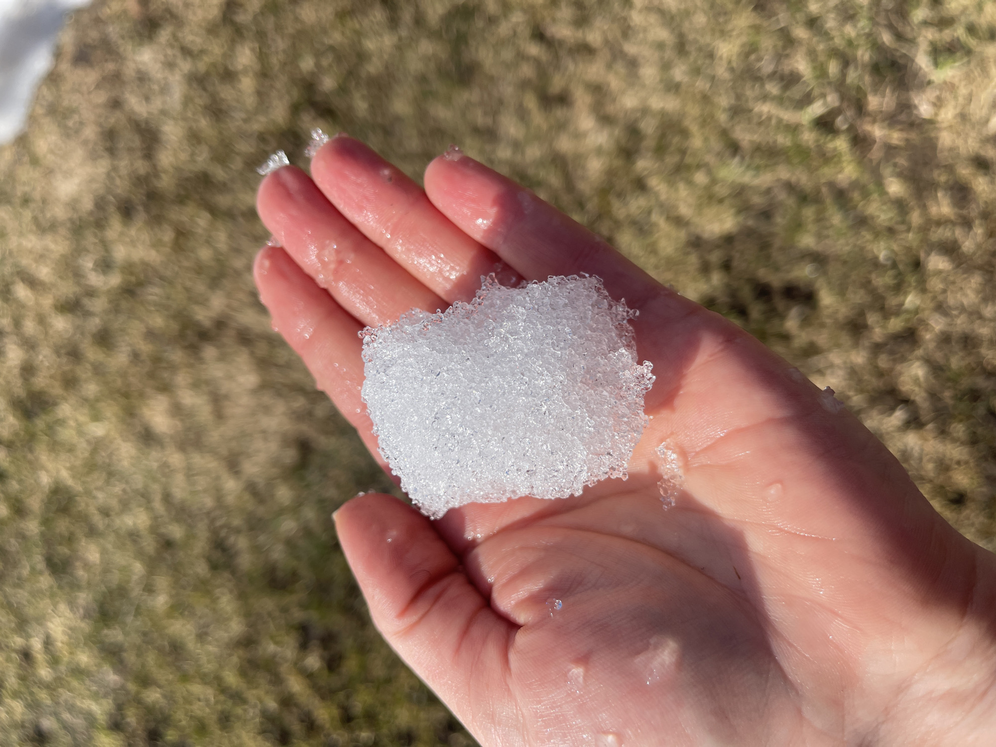A hand holds a clump of snow in a sunny outdoor environment. The skin of the hand is light-toned, wet from melting snow. Small droplets of water are visible on the fingers and palm. The snow is white and appears loosely packed. The background is out of focus, showing dried grass or lawn. The location and specific city details are not identifiable from the visual information in the image.