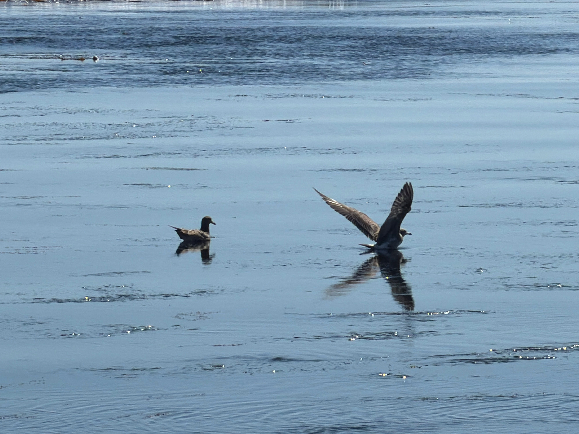 The image shows a body of water with two birds. In the distance, to the left, a dark-colored duck is swimming. In the foreground, to the right, a large bird with patterned wings is in mid-flight, its wings extended. The water is a deep blue with some ripples and reflections. The background is indistinct, suggesting a distant shore or sky. The scene is likely a natural body of water, potentially a bay or estuary, within or near the city of Yuzhno-Kurilsk, Russia.