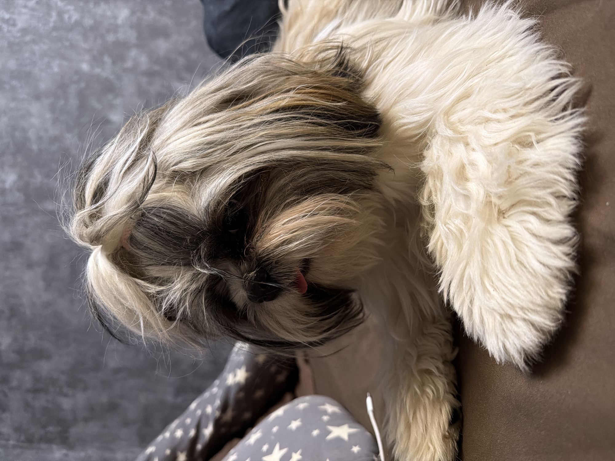 A medium-shot image from a high angle shows a Shih Tzu dog lying down, apparently indoors. The dog's head is positioned towards the left side of the frame, with its face obscured by its long, multi-toned fur, primarily white and brown. A small portion of the dog's pink tongue is visible. The dog's body extends towards the right, resting on a brown surface. The dog is also partially lying on fabric with a star pattern. The background consists of a grey floor. No city or location is discernible from the image.