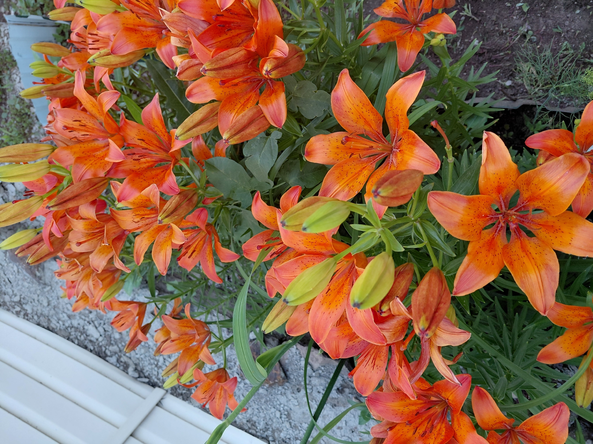 This image displays a cluster of vibrant orange lilies in bloom. The flowers are the primary subject, with their petals unfurling and revealing dark speckles. Some buds are still closed, showing a gradient of green to orange. The lilies are surrounded by lush green foliage, and in the background, hints of soil and sparse vegetation suggest an outdoor garden setting. To the left of the lilies, a section of white, possibly vinyl, fencing or siding is visible, running diagonally across the lower portion of the frame. The lighting suggests it is daytime, likely sunny, casting clear shadows and illuminating the bright orange of the flowers. The image is captured from a top-down perspective, focusing on the texture and color of the lilies. There is no visible text in the image.