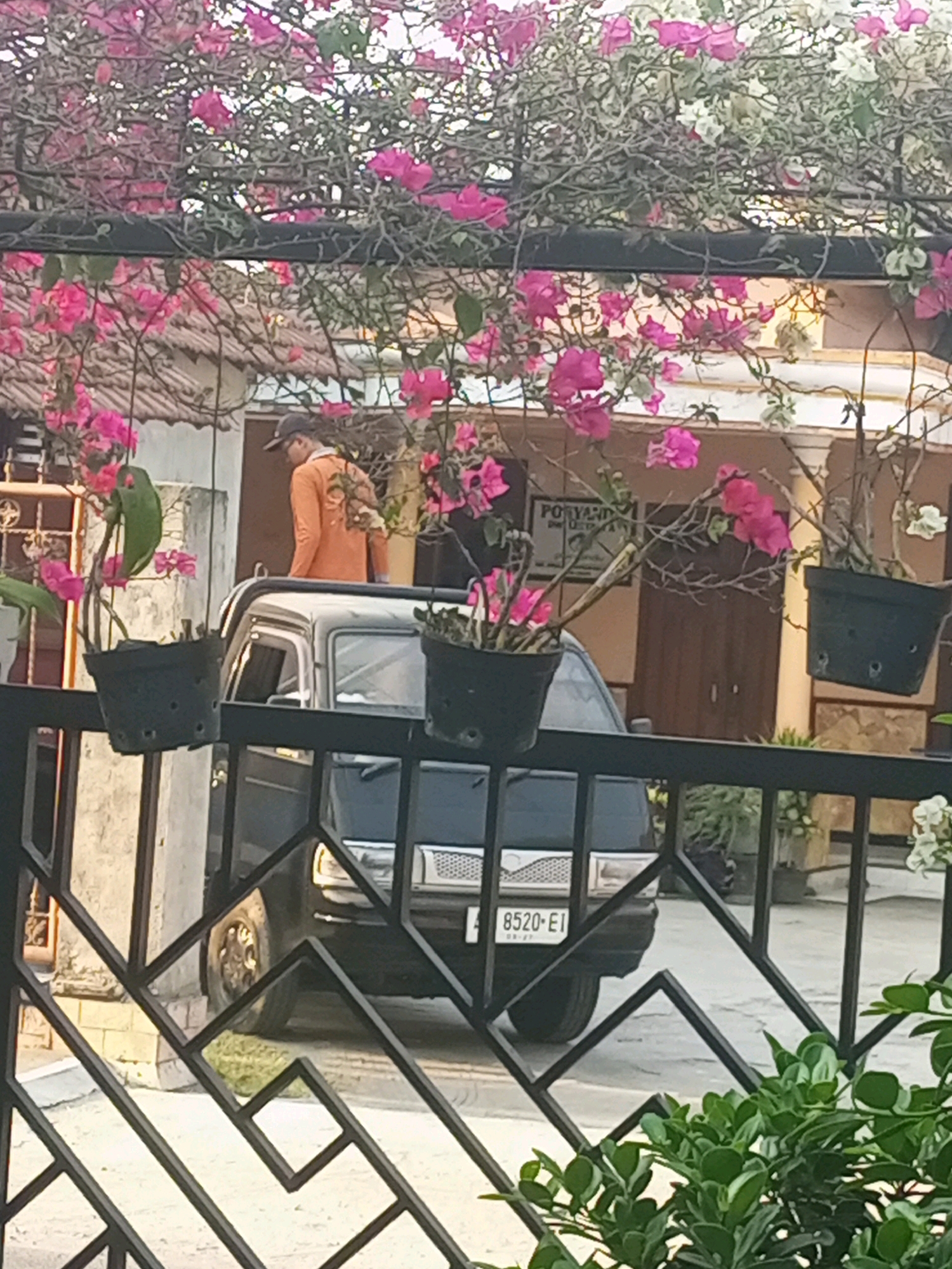 In Ngasem, Indonesia, a scene unfolds with vibrant pink and white bougainvillea flowers cascading over a dark metal fence in the foreground. Behind the fence, a man wearing an orange long-sleeved shirt and a dark cap is partially visible, standing next to a dark-colored utility vehicle. The vehicle has a license plate reading "8520-E1". In the background, a building with a tiled roof and wooden doors is apparent, suggesting a residential or commercial setting within the city. The overall ambiance is that of a sunny day, with the bright flowers contrasting with the darker elements of the vehicle and fence.