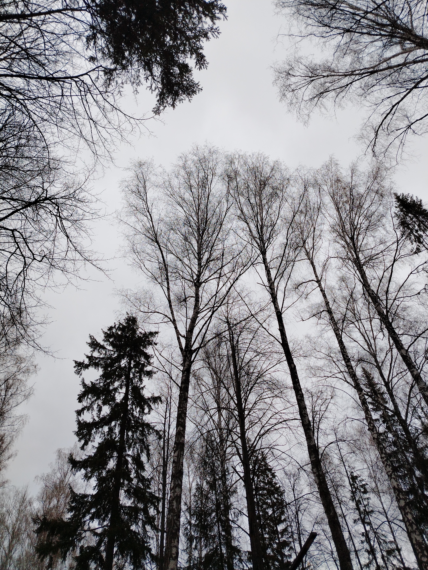 The image presents a low-angle view looking upwards into the canopy of a forest in Noviy, Russia. The scene is dominated by a dense arrangement of tree branches silhouetted against a uniformly bright, overcast sky, which appears light grey or white.
The primary subjects are numerous trees, showcasing a mix of deciduous and coniferous species. Many of the deciduous trees, likely birches given their slender trunks and fine branching patterns, are bare, indicating late autumn, winter, or early spring. Their intricate network of dark branches forms a stark pattern against the sky. Scattered among these are several coniferous trees, identifiable by their darker, denser, and more needle-covered profiles, which stand out as solid forms. A prominent tall, dark coniferous tree occupies the lower-left to mid-left section of the frame, providing a strong focal point.
No people or man-made objects are visible, and no specific activity is taking place beyond the natural state of the forest. The weather appears to be cloudy, contributing to a serene and somewhat somber atmosphere. There is no visible text in the image.