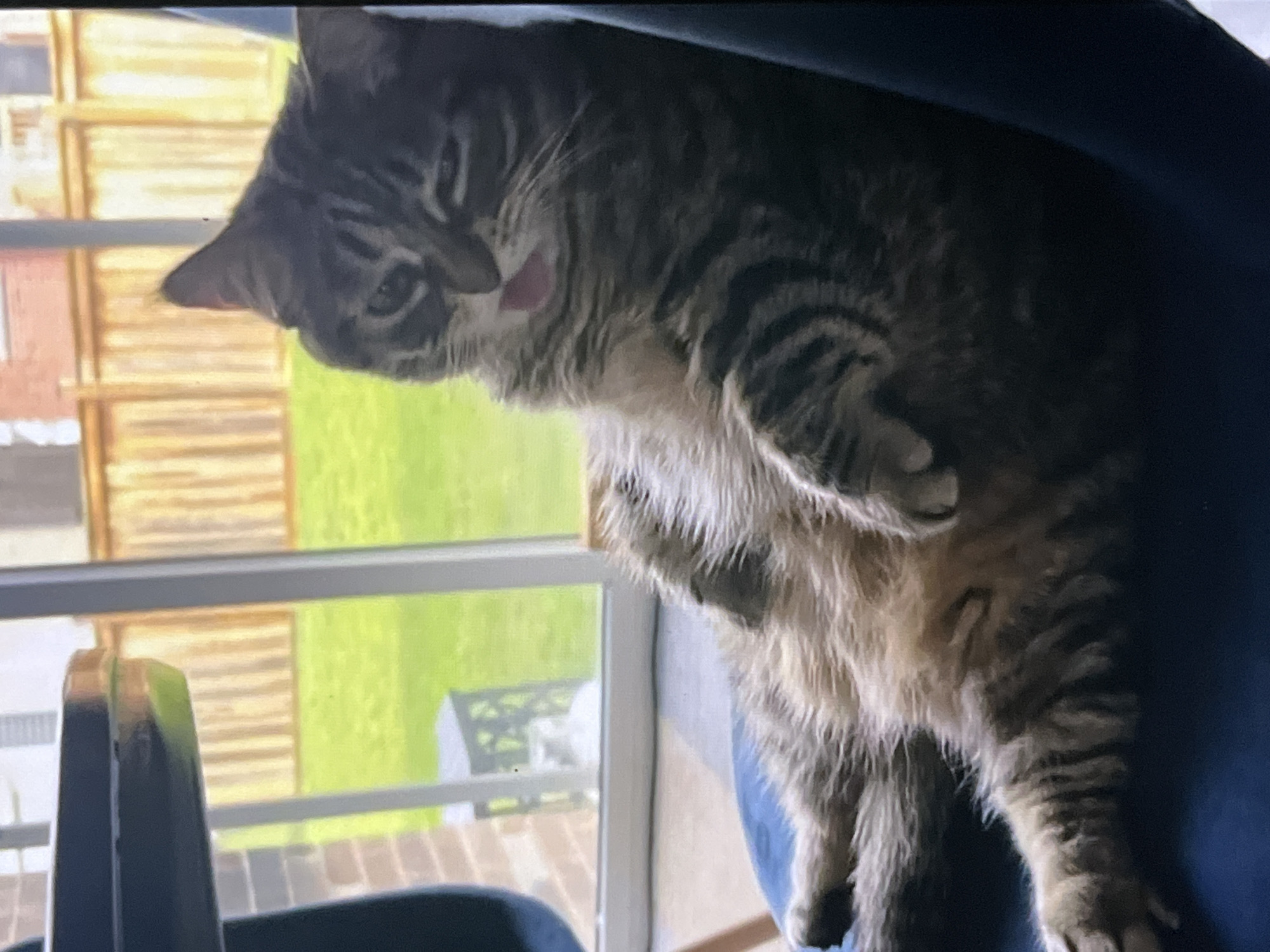 A tabby cat is sitting on a blue surface, possibly a chair. The cat is oriented towards a window overlooking a backyard. The tongue of the cat is slightly visible. The location cannot be determined.