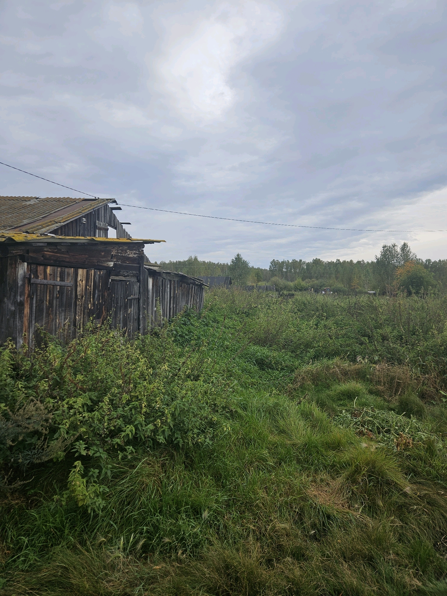An exterior, eye-level, full shot captures a dilapidated wooden structure and overgrown vegetation under a cloudy sky. The structure, appearing to be a long shed or outbuilding, is constructed of weathered, vertical wooden planks and has a dilapidated, grey-tiled roof with some sections missing or damaged. The building's facade is dark and aged, with visible wood grain and some moss or lichen. In front of the structure, and stretching across the right side of the frame, is dense, tall green grass and various other plants, some of which appear to be weeds. A thin, black wire runs horizontally across the upper portion of the image, passing over the roof of the building. In the background, beyond the immediate vegetation and a dark wooden fence, is a line of trees, suggesting a rural or semi-rural setting. The sky is overcast with grey clouds. The scene is located in the village of Sipavskoye, Russia.