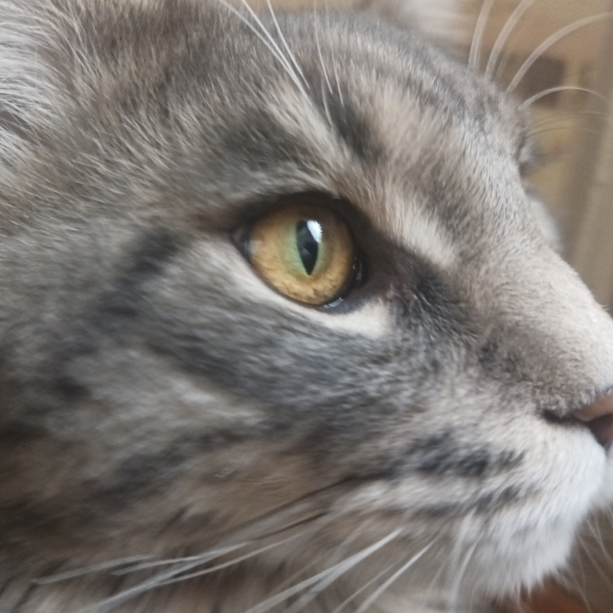 Close-up of a grey cat's face, focusing on its right eye, nose, and whiskers. The eye is amber-colored with a vertical black pupil. The fur is a mix of grey and white shades. The nose is pink. The background is out of focus. The image shows no people or specific location details indicating Chaikovsky, Russia.