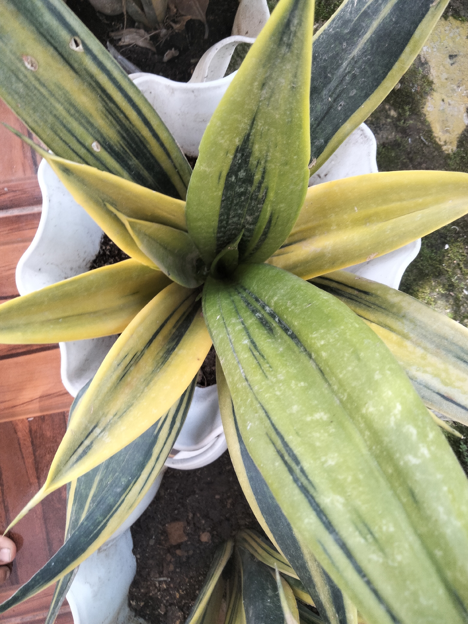 A top-down, close-up shot shows a variegated snake plant (Sansevieria trifasciata 'Laurentii') in a white pot. The plant's leaves are long, sword-shaped, and feature alternating bands of dark green and yellow. The leaves are dusty, and a few small holes are visible on one of the leaves, suggesting minor pest damage. The plant is situated outdoors, with a textured brown surface to the left and a mottled grey and green surface, likely ground or concrete, to the right. The scene is located in a residential or garden setting in Payagaboh, Indonesia.