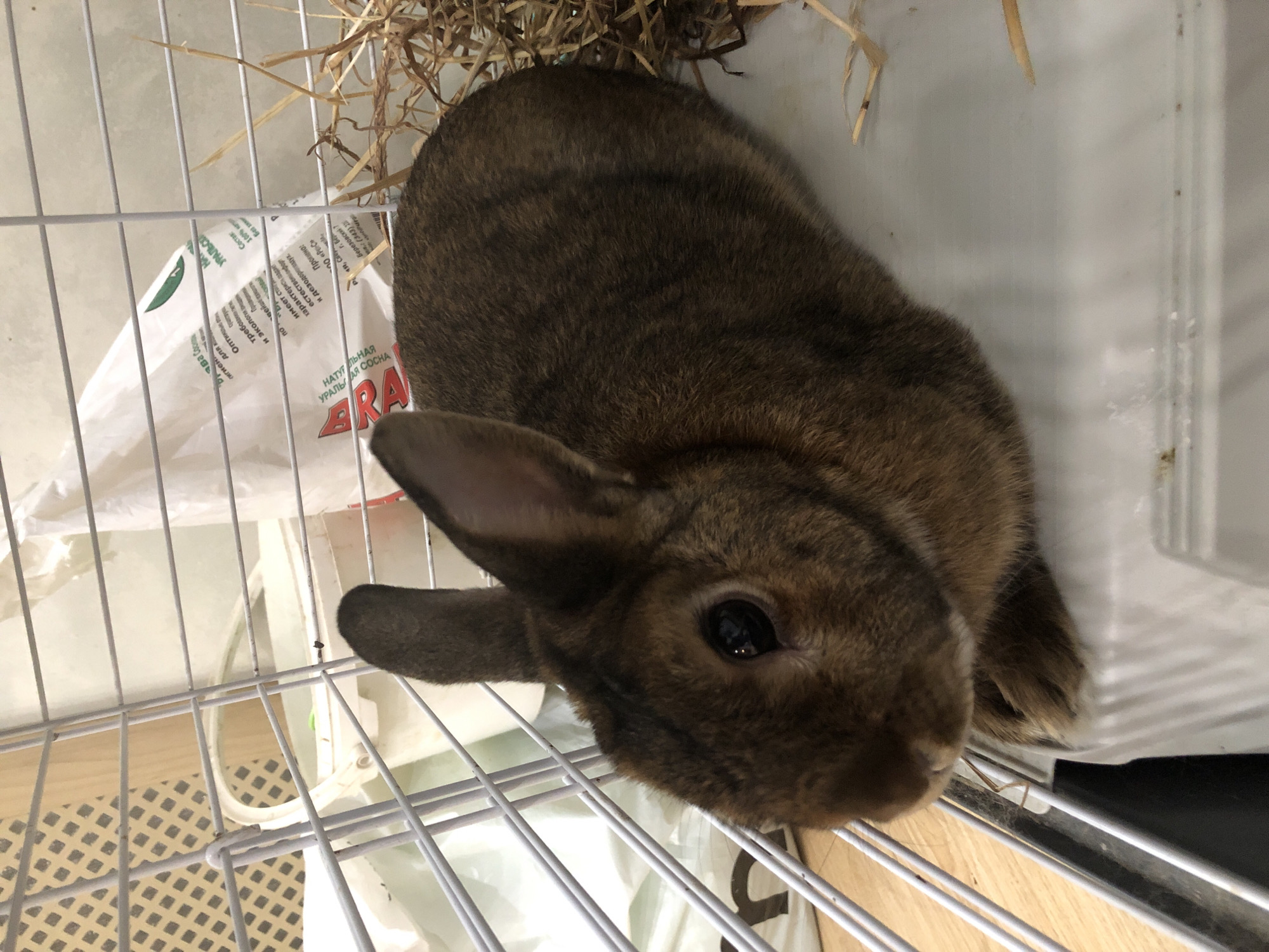 A medium shot, eye-level, indoor photograph captures a brown rabbit in a cage. The rabbit is positioned on the right side of the frame, facing left, with its body extending out of the frame to the right. Its head is turned towards the viewer, and its left eye is clearly visible. The rabbit has brown fur with darker brown stripes. Behind the rabbit, to the right, is a pile of hay. The cage has white metal bars. To the left of the rabbit, a white plastic structure is visible. In the background, there is a white plastic bag with text printed on it in multiple languages, including Russian, and some wooden shelving. The overall environment appears to be domestic, likely a home or a pet store. The image does not contain any identifiable elements that would allow for localization within Solikamsk, Russia.